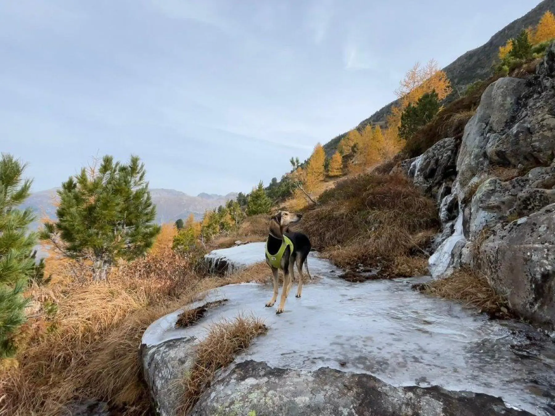 Un cane che indossa un gilet riflettente si trova su una superficie rocciosa con erba secca e alberi intorno. Sullo sfondo, una vista panoramica delle montagne sotto un cielo nuvoloso.