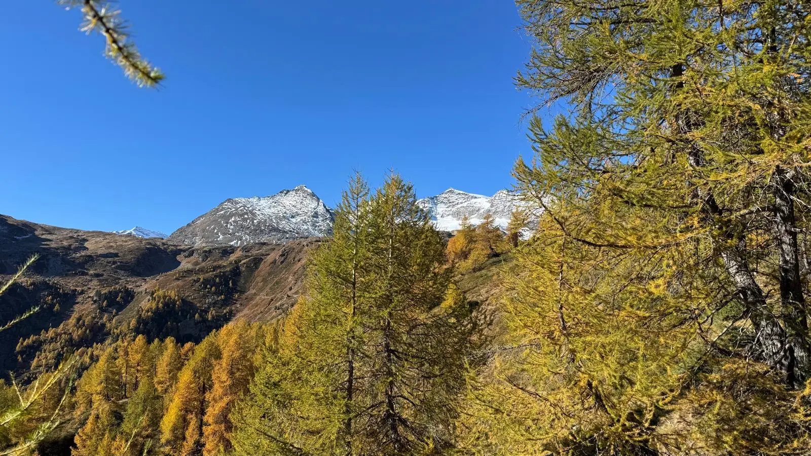 Paesaggio montano con vette innevate in lontananza. Foresta di larici con fogliame giallo e cielo blu terso.