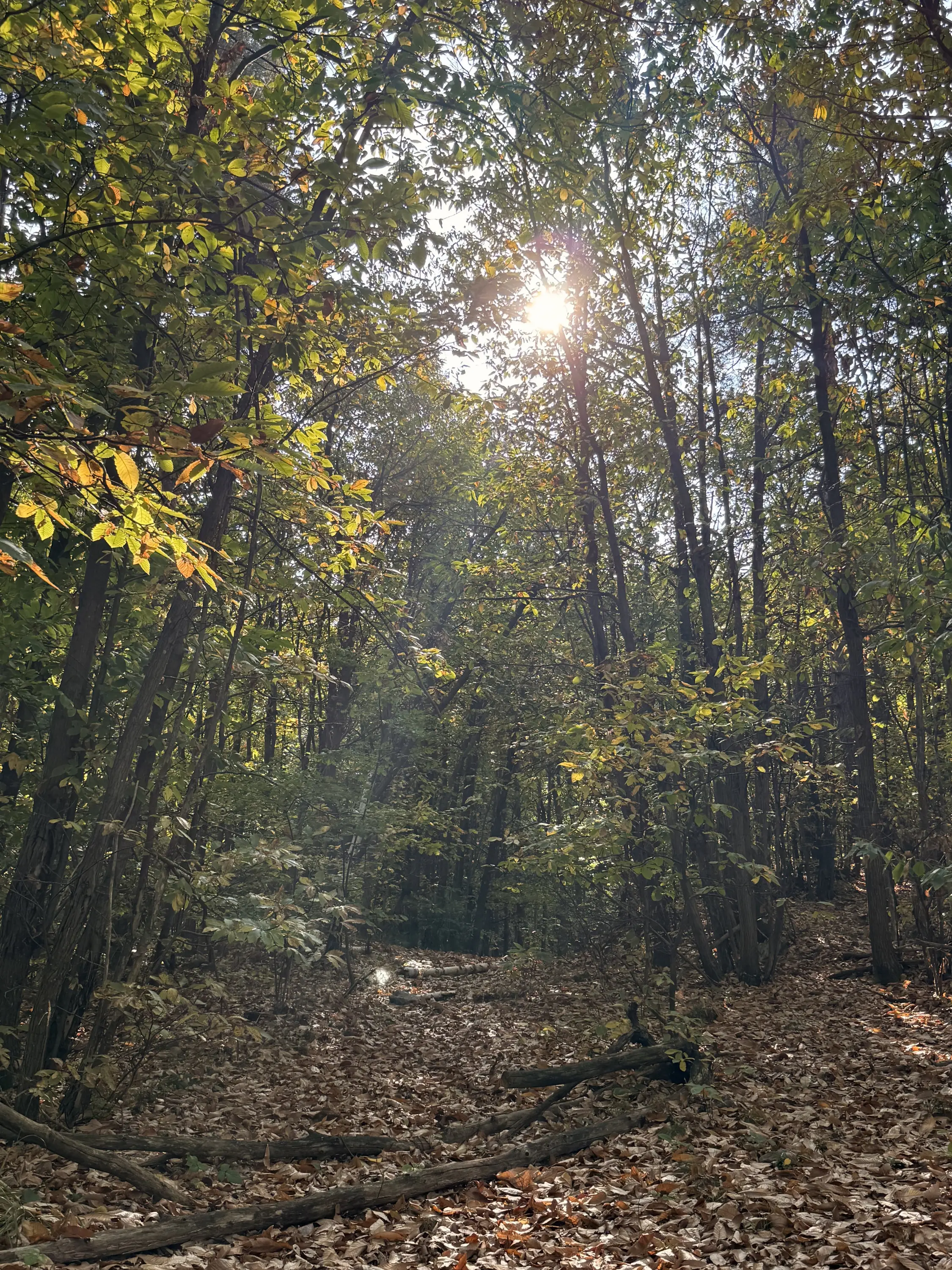 Un raggio di sole filtra attraverso gli alberi in un bosco autunnale, su un terreno coperto di foglie secche.