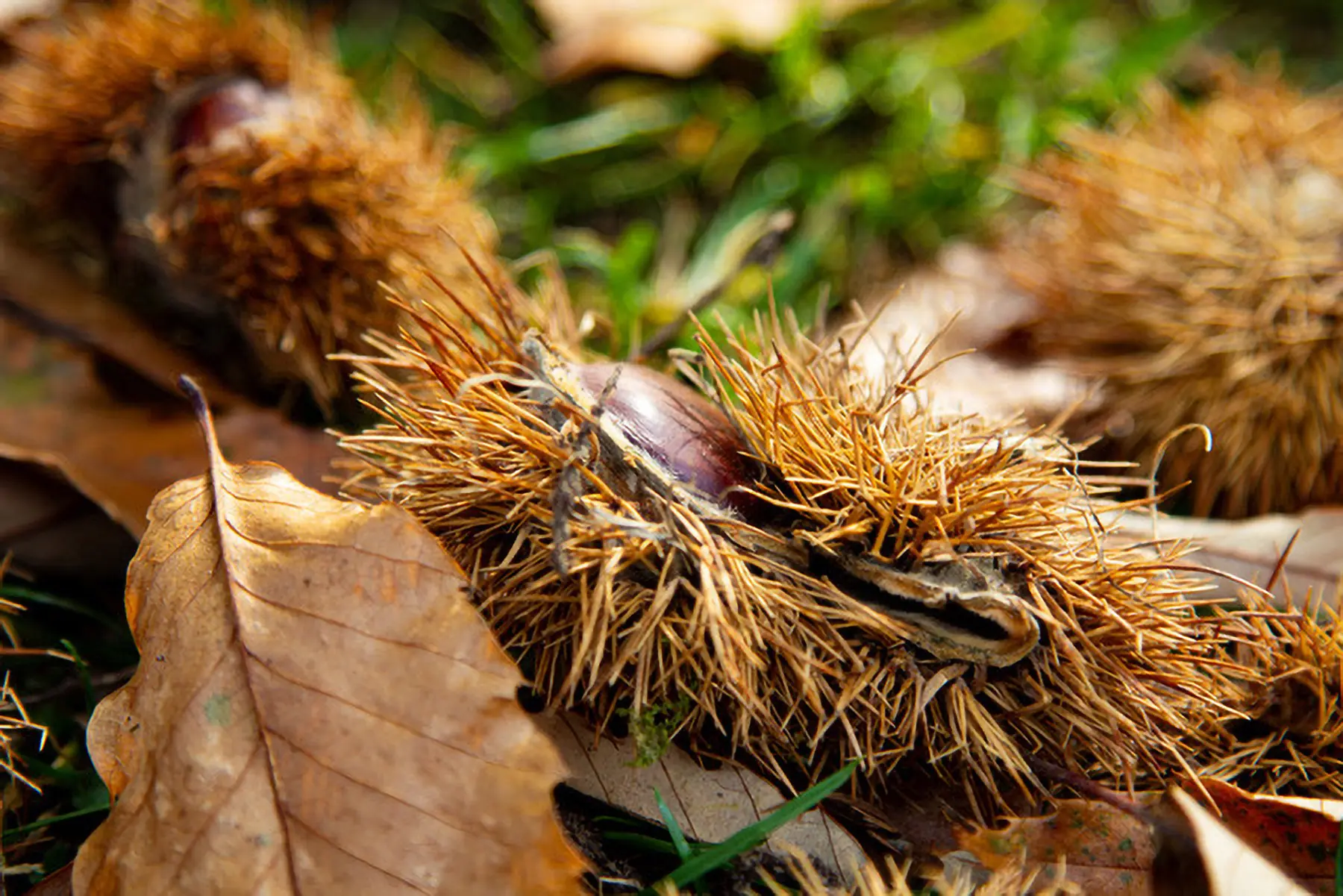 Ricci di castagne spinosi e aperti su un letto di foglie secche, con il castagno visibile all'interno.