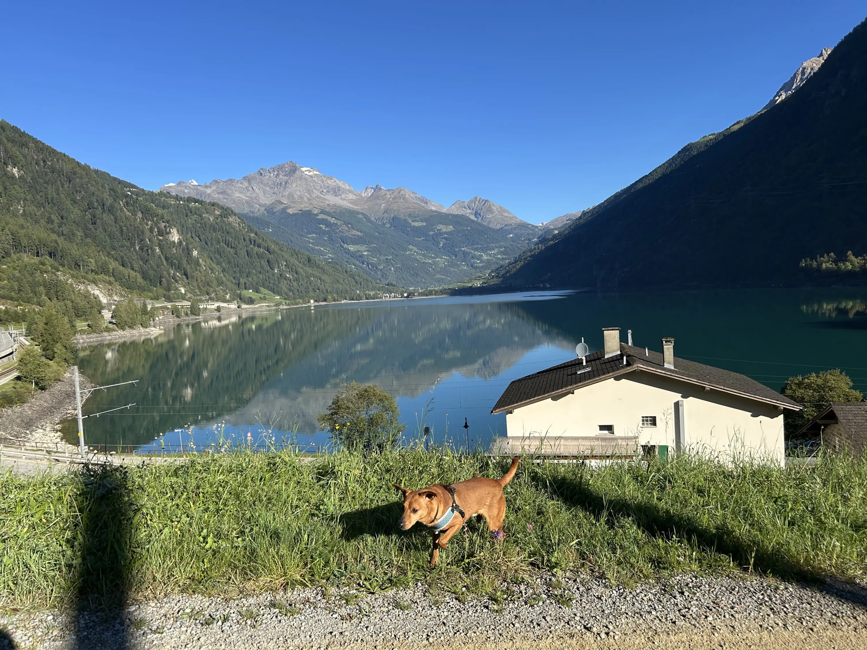 Un cane marrone corre su un prato verde, con vista su un lago tranquillo circondato da montagne. Il cielo è sereno e il sole splende.