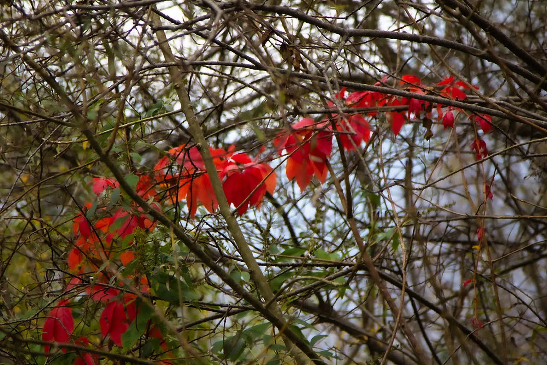 Foglie rosse brillanti si stagliano tra rami spogli in un ambiente boschivo.