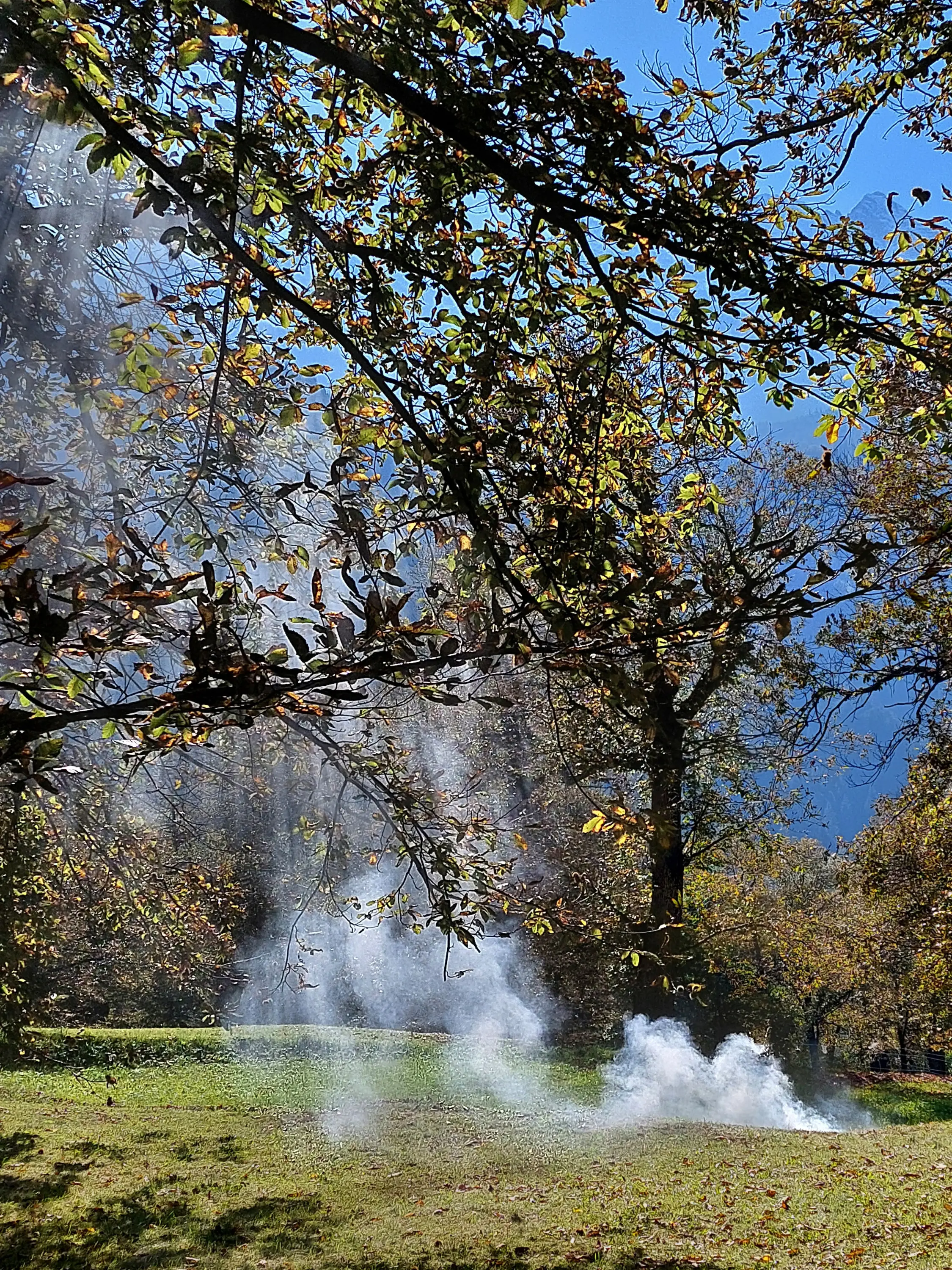 Fumi bianchi si sollevano tra gli alberi in un paesaggio autunnale, con foglie colorate che adornano il terreno.