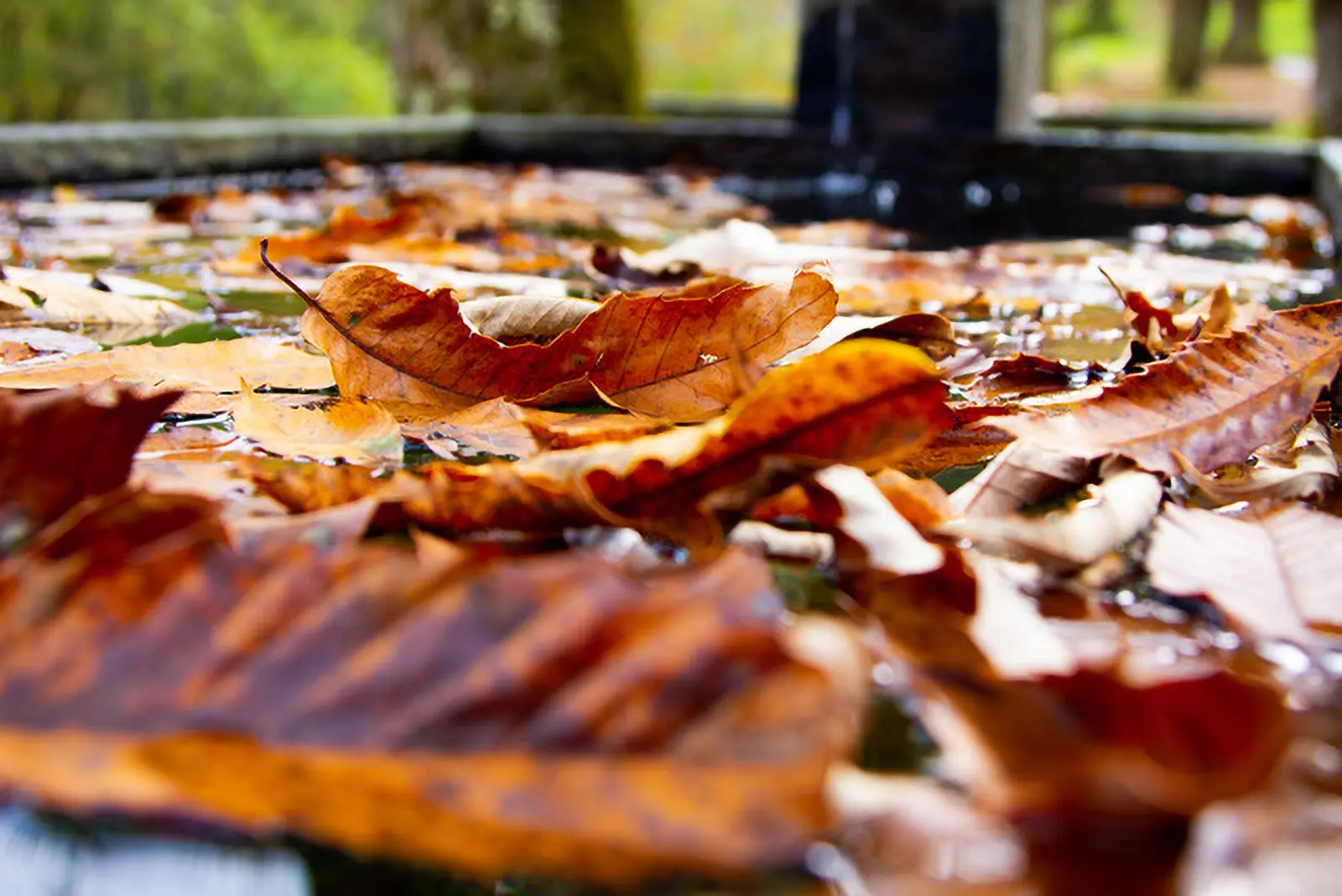 Foglie secche di diverse tonalità di marrone galleggiano sulla superficie di un acquitrino, con acqua riflettente in sottofondo.