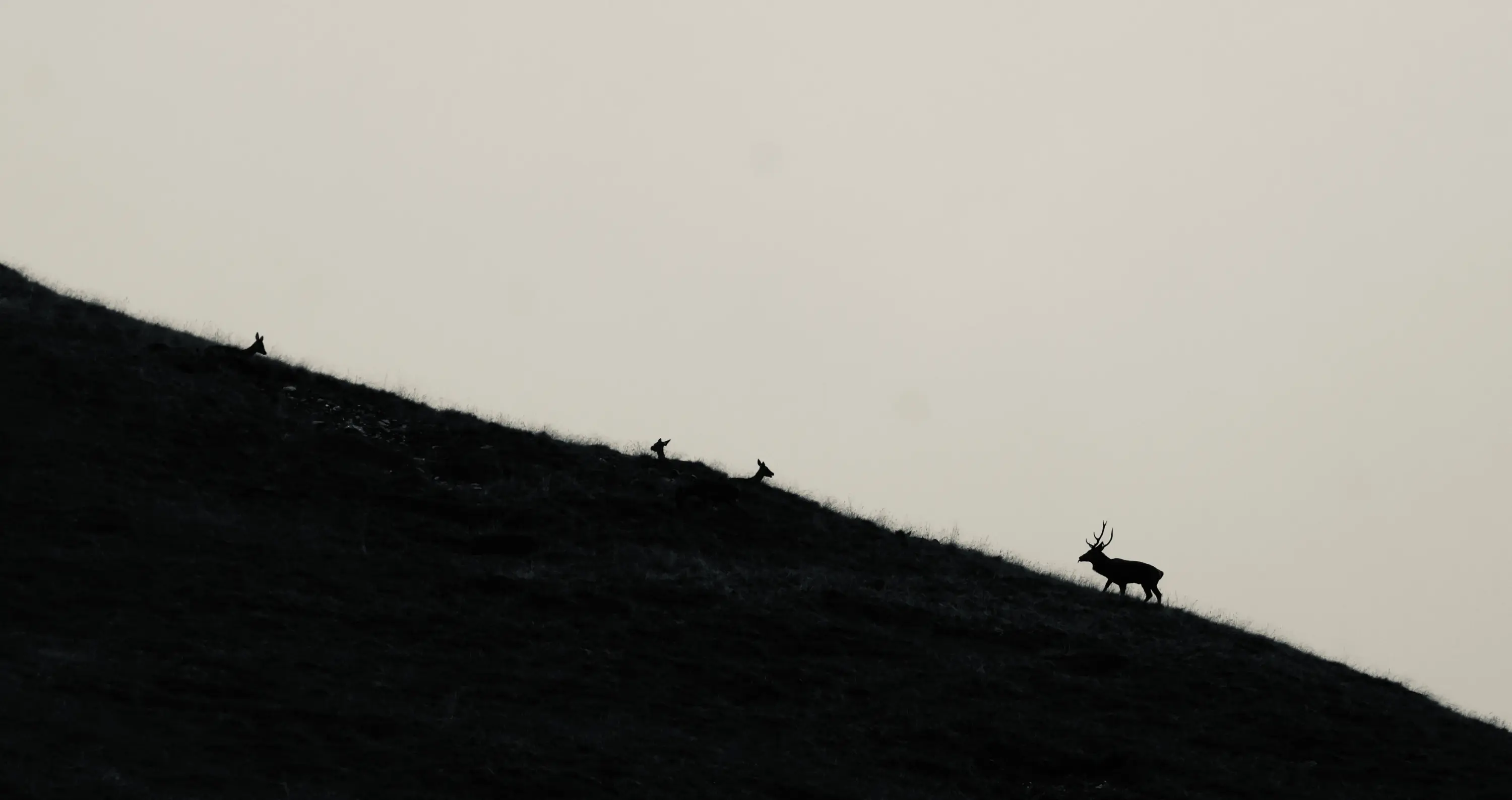 Un gruppo di cervi in siluette si muove lungo una collina. Uno dei cervi, con corna, è in primo piano, mentre altri tre si trovano più in alto sulla pendice. Il cielo è chiaro, creando un contrasto netto tra gli animali e lo sfondo.