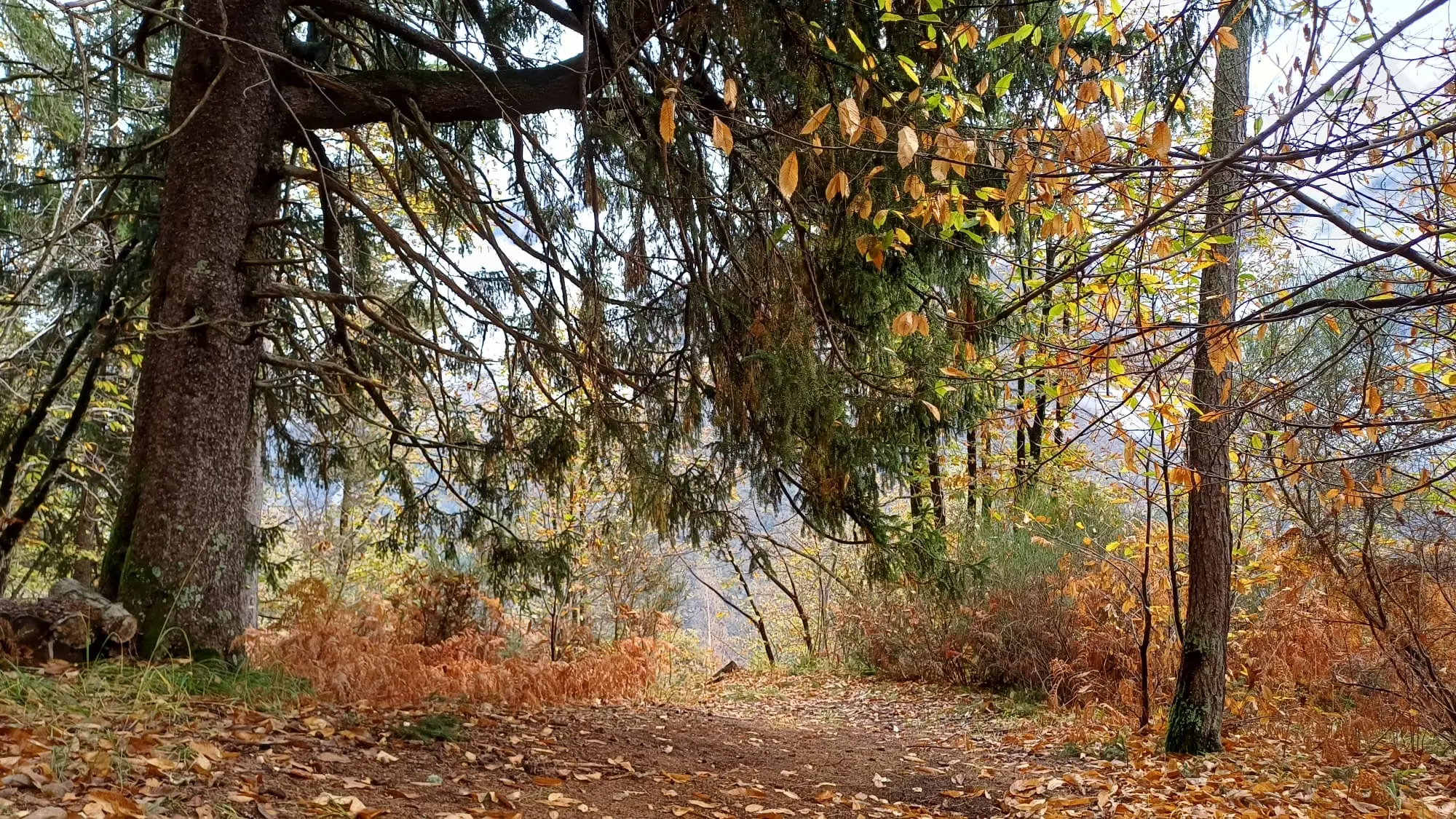 Sentiero in un bosco durante l'autunno, con alberi e foglie dorate. La vegetazione circostante presenta toni caldi, mentre un raggio di luce filtra tra i rami.