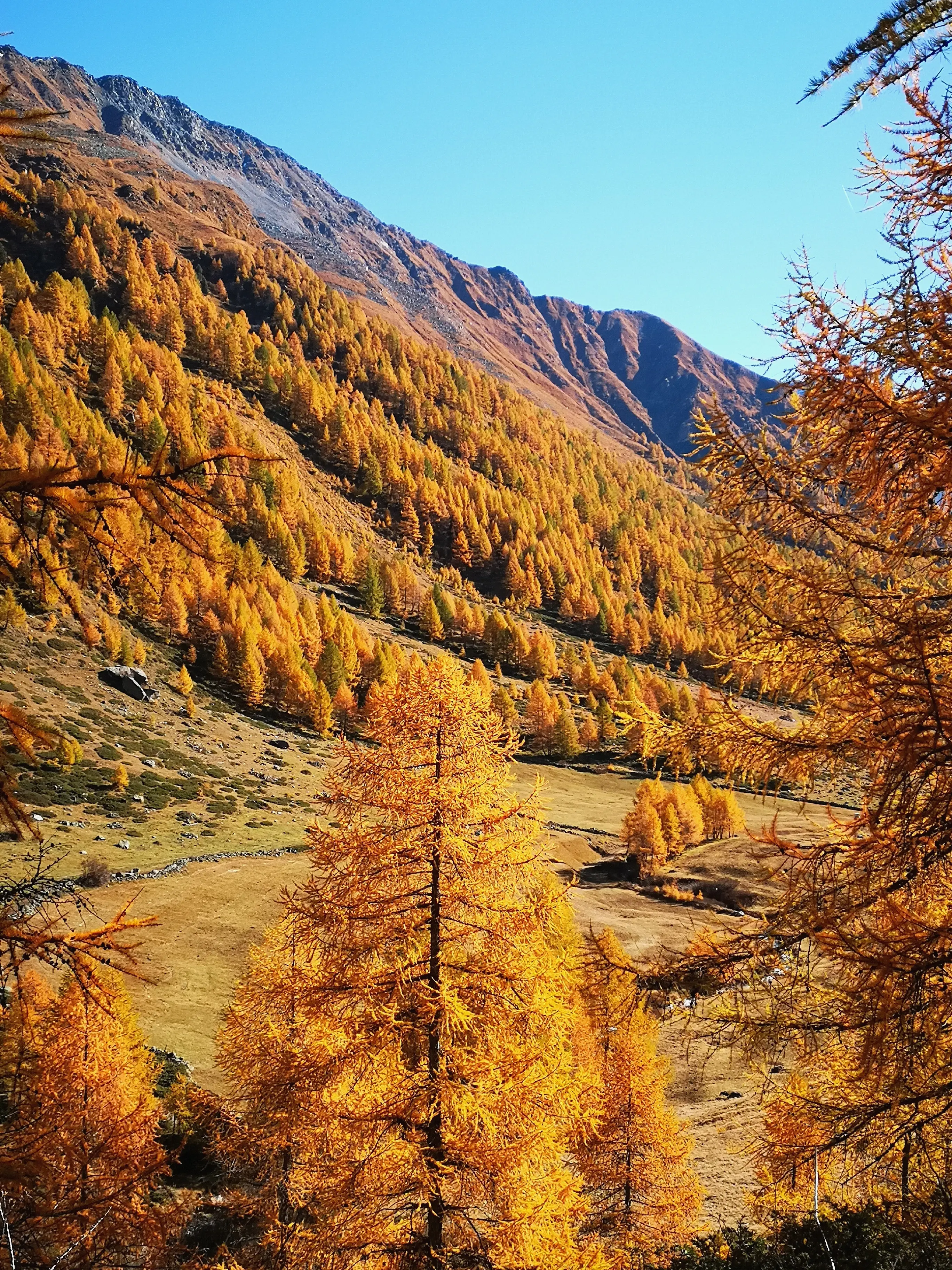 Paesaggio autunnale con alberi di larice dalle foglie oro intensi, collina verde in secondo piano e montagne blu sotto un cielo sereno.