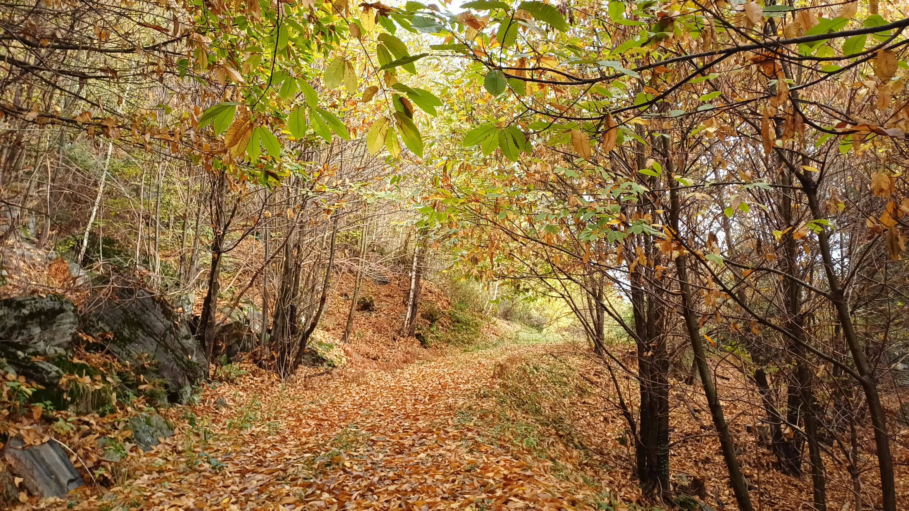 Sentiero circondato da alberi con foglie verdi e dorate, ricoperto da un tappeto di foglie secche. La luce del sole filtra tra i rami creando un'atmosfera tranquilla.