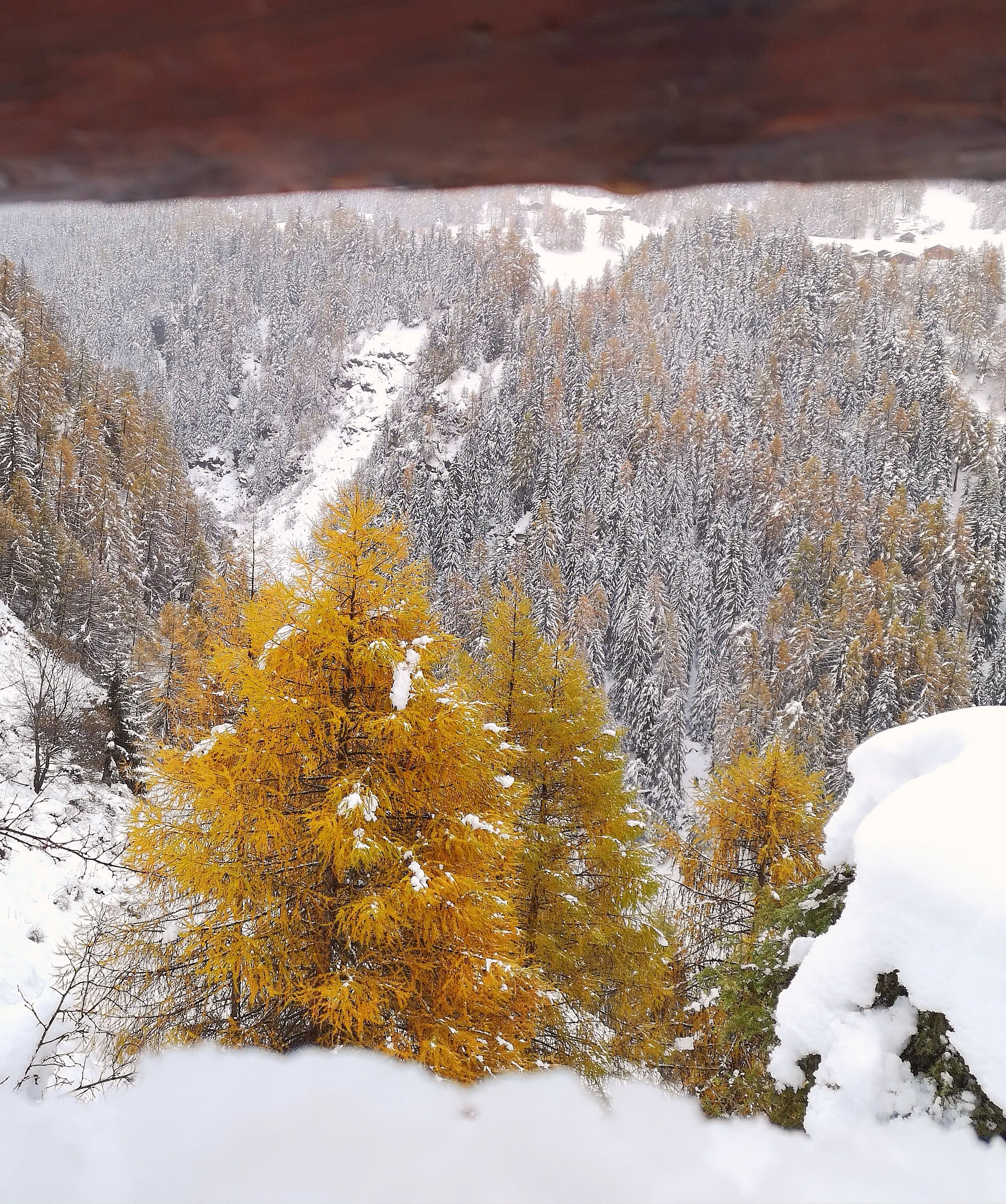 Foresta innevata con alberi di larice gialli in primo piano e una vallata coperta di neve sullo sfondo.