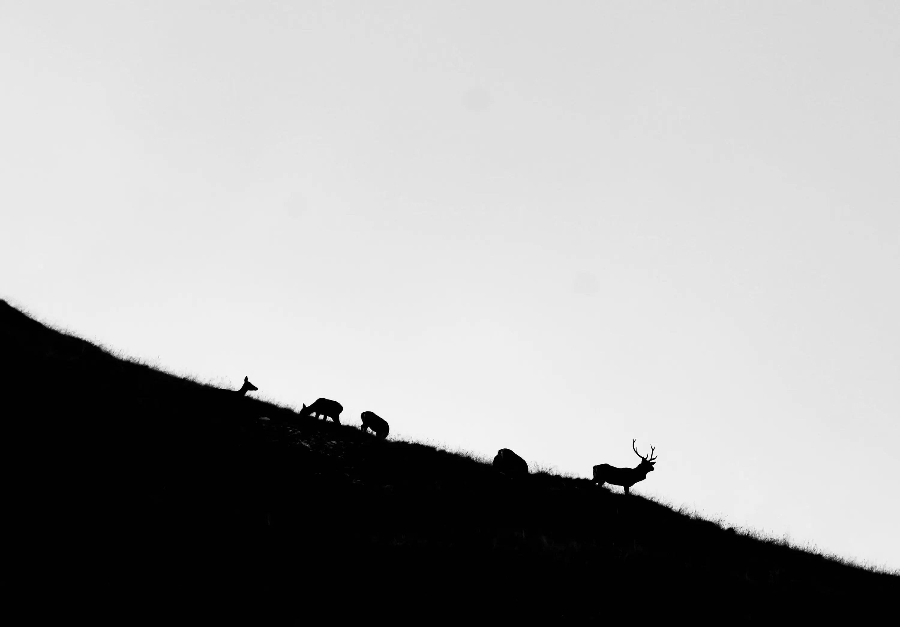 Silhouette di un gruppo di cervi che camminano su una collina contro un cielo chiaro.