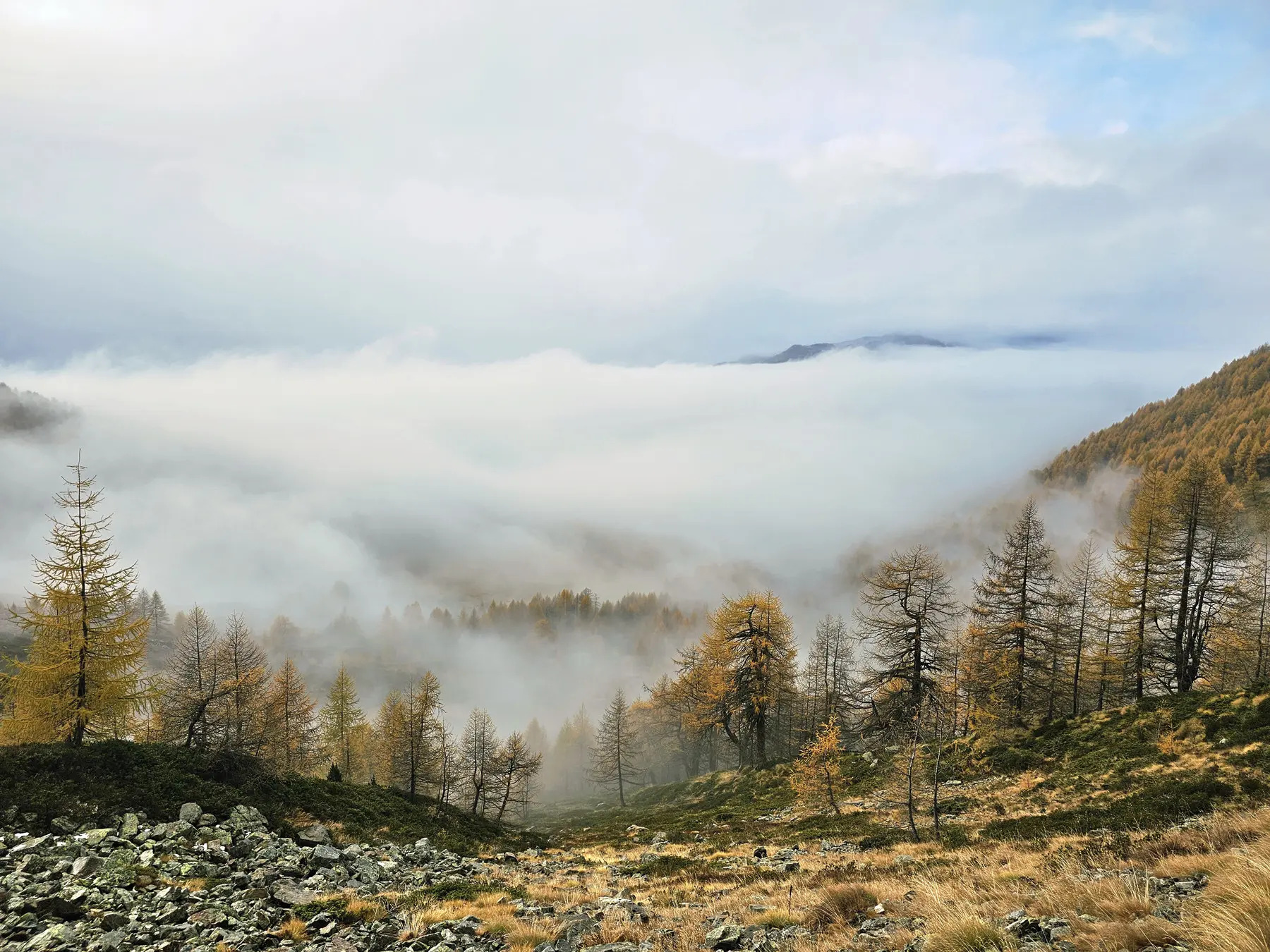 Paesaggio montano avvolto nella nebbia, con alberi di larice gialli e verde erboso. Nuvole basse coprono la valle, creando un'atmosfera misteriosa.