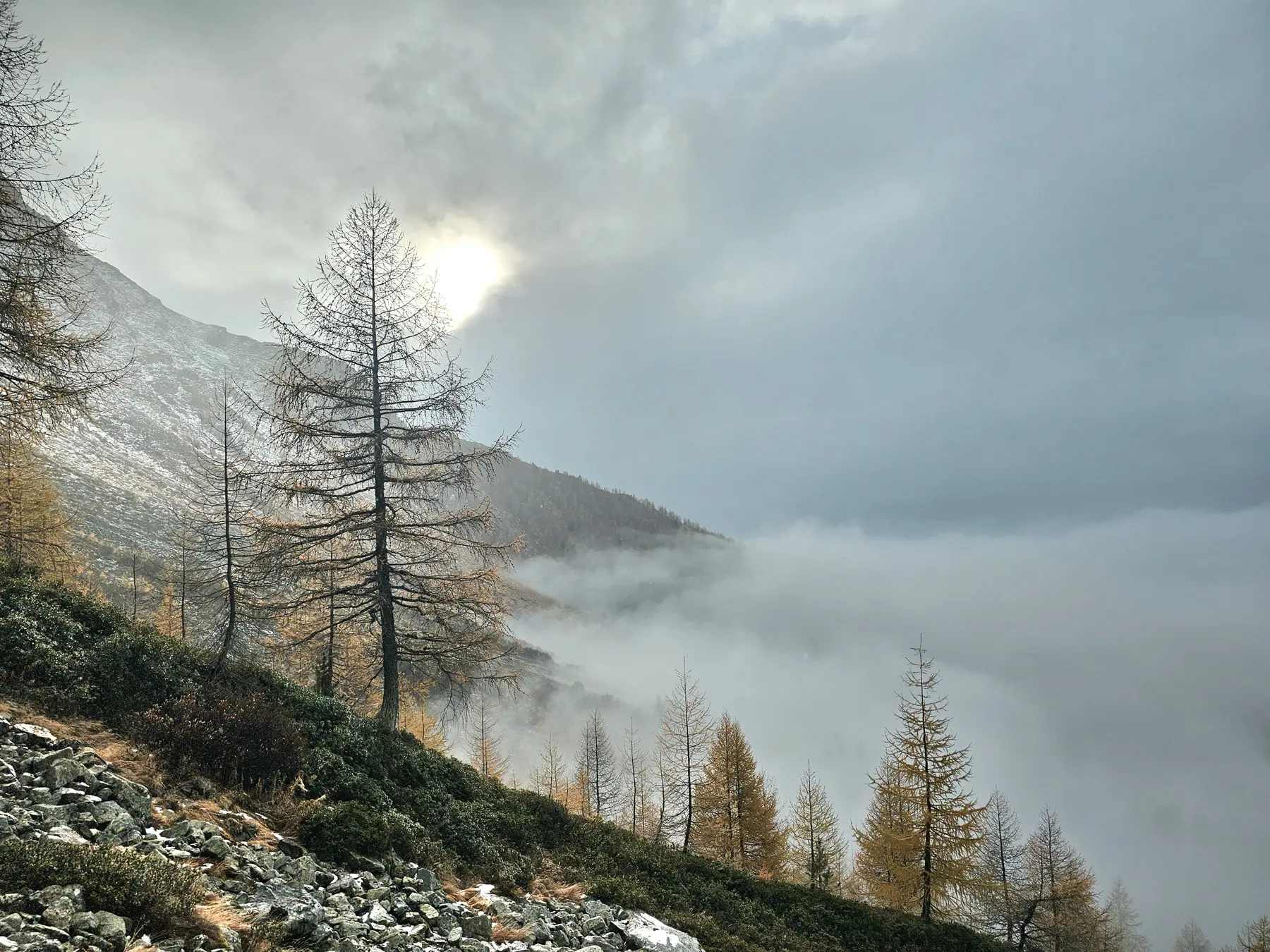 Un paesaggio montano nebbioso, con alberi di larice e rocce sul terreno. Il sole si intravede tra le nuvole sullo sfondo.