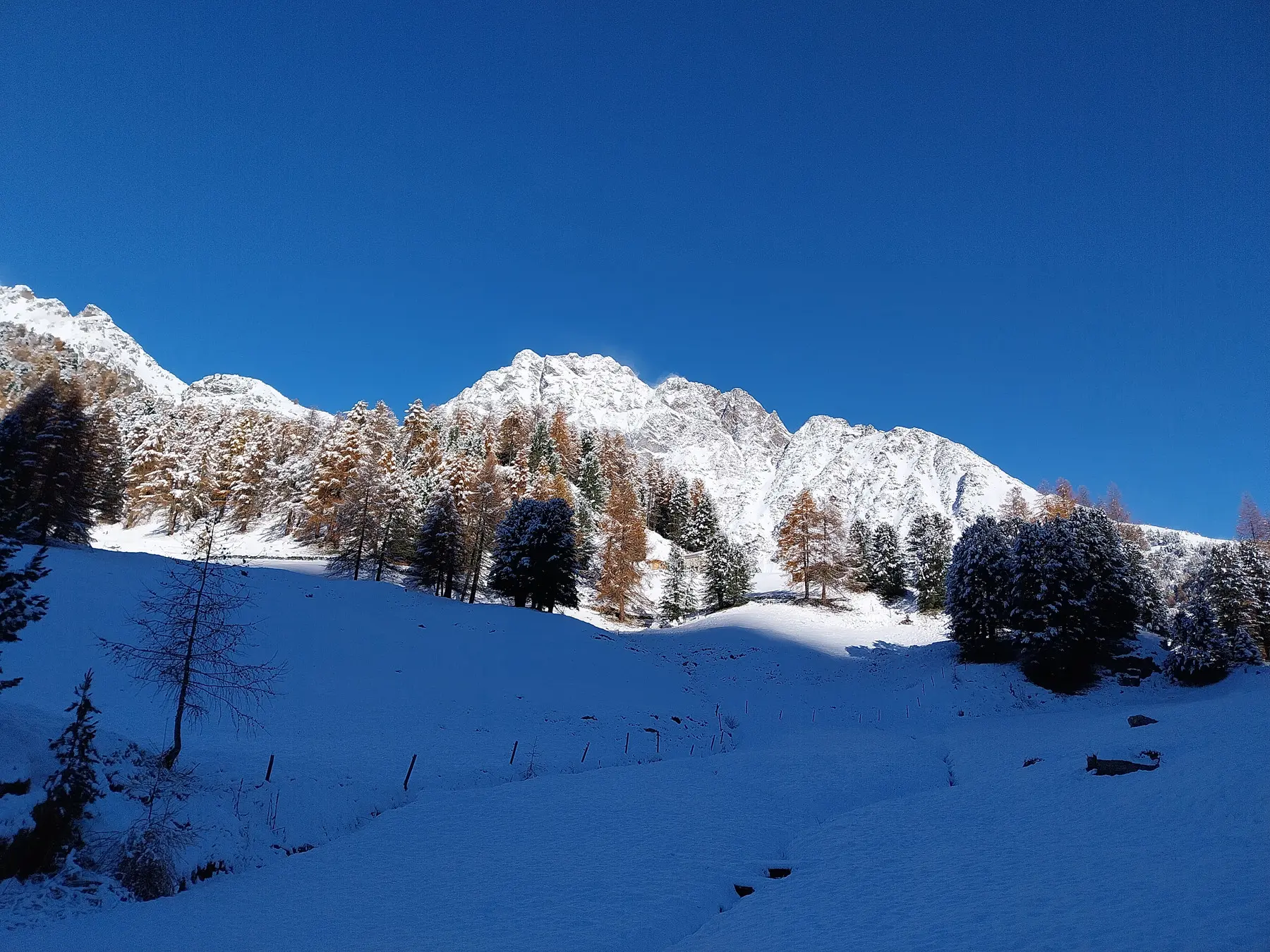 Paesaggio montano innevato con alberi e una vista di cime montuose illuminate dal sole, sotto un cielo blu chiaro.