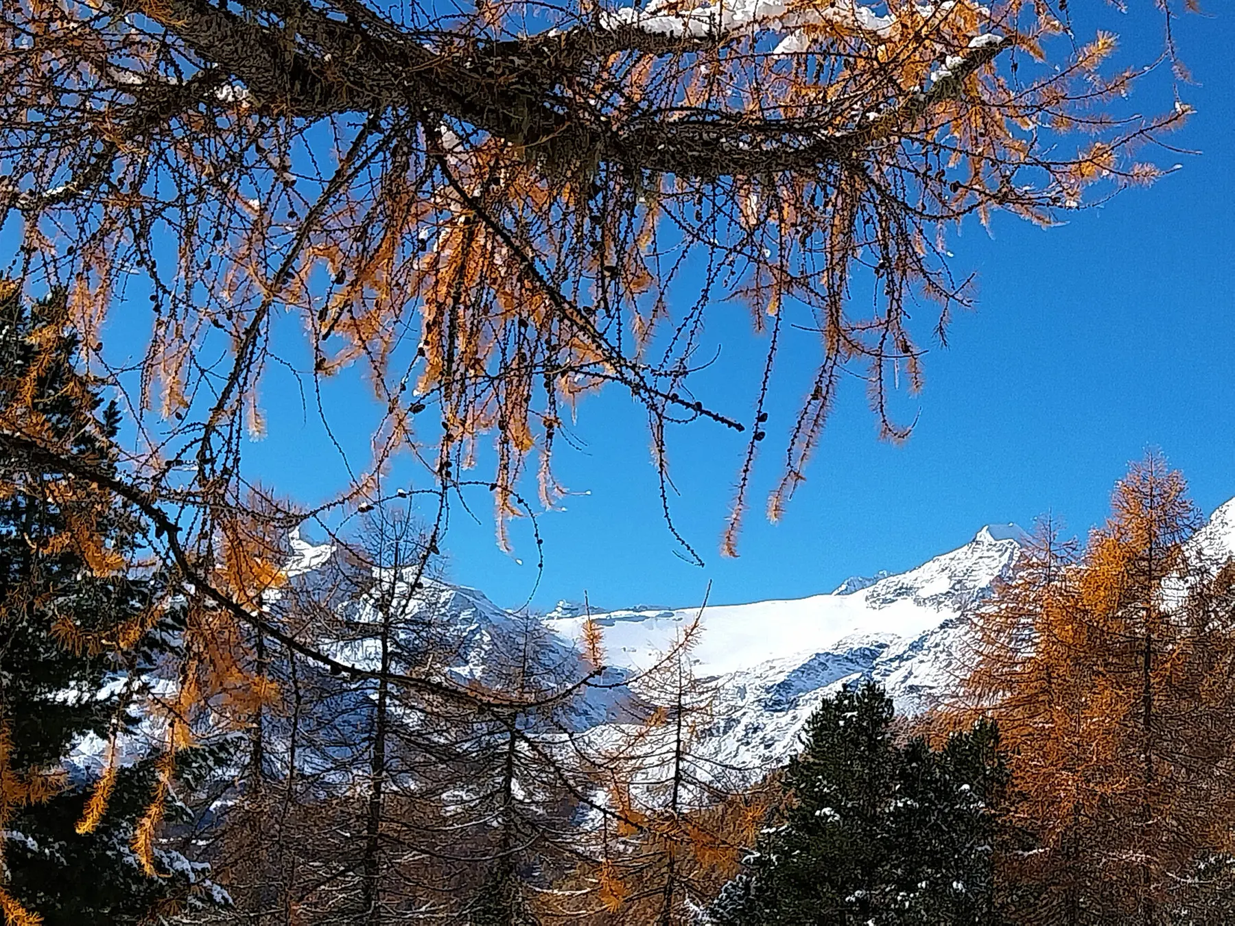 Rami di alberi con foglie di colore oro in autunno, incorniciano un paesaggio alpino con montagne innevate e cielo blu.