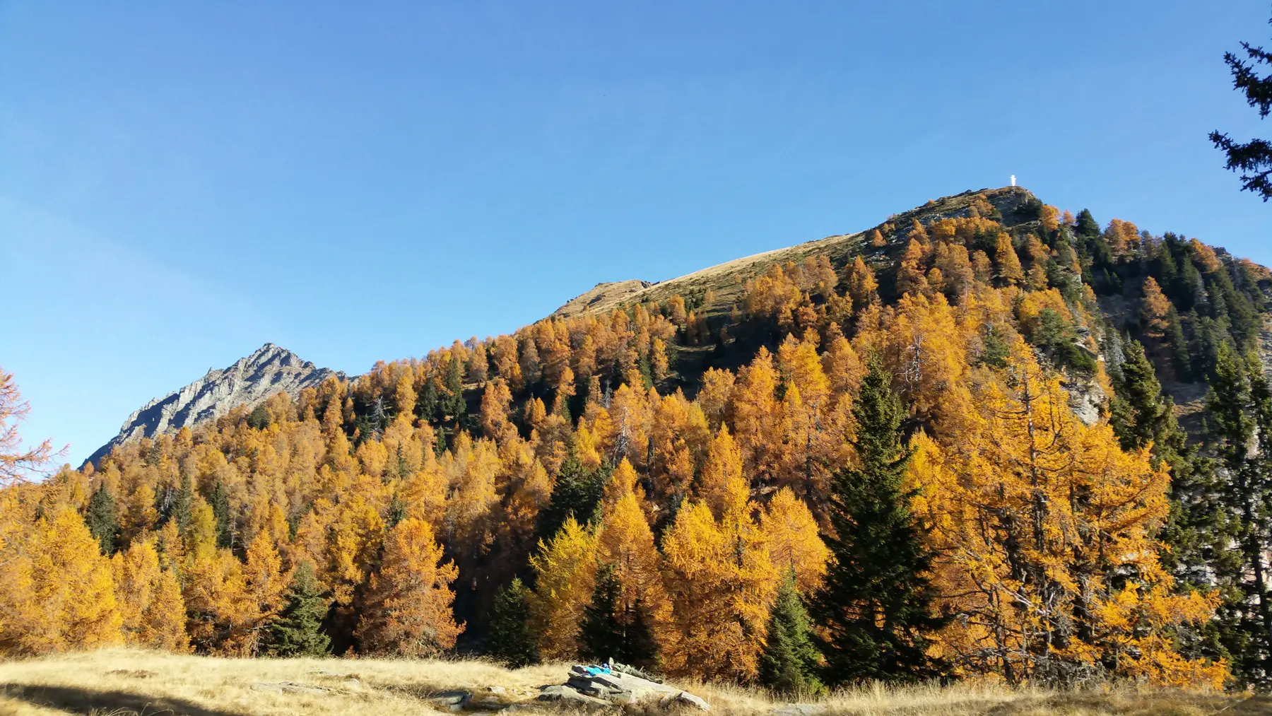 Foresta di larici con foglie dorate in autunno, montagne sullo sfondo sotto un cielo azzurro.
