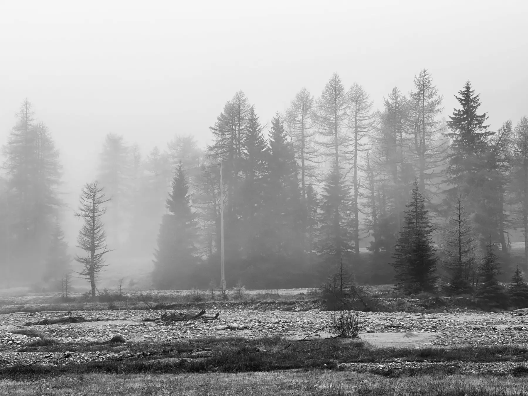Foresta avvolta nella nebbia, con alberi alti e sottili che emergono in un paesaggio grigio e misterioso. Il terreno roccioso è parzialmente visibile.