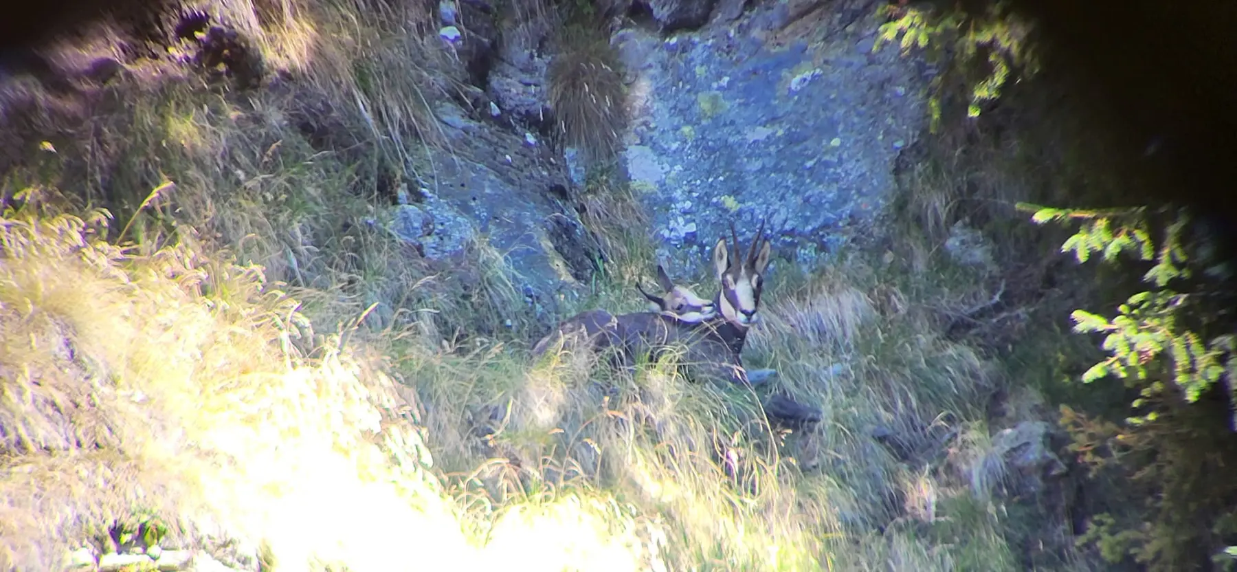 Un capriolo riposa tra l'erba alta e le rocce in un ambiente montano. La luce del sole illumina parte della scena.
