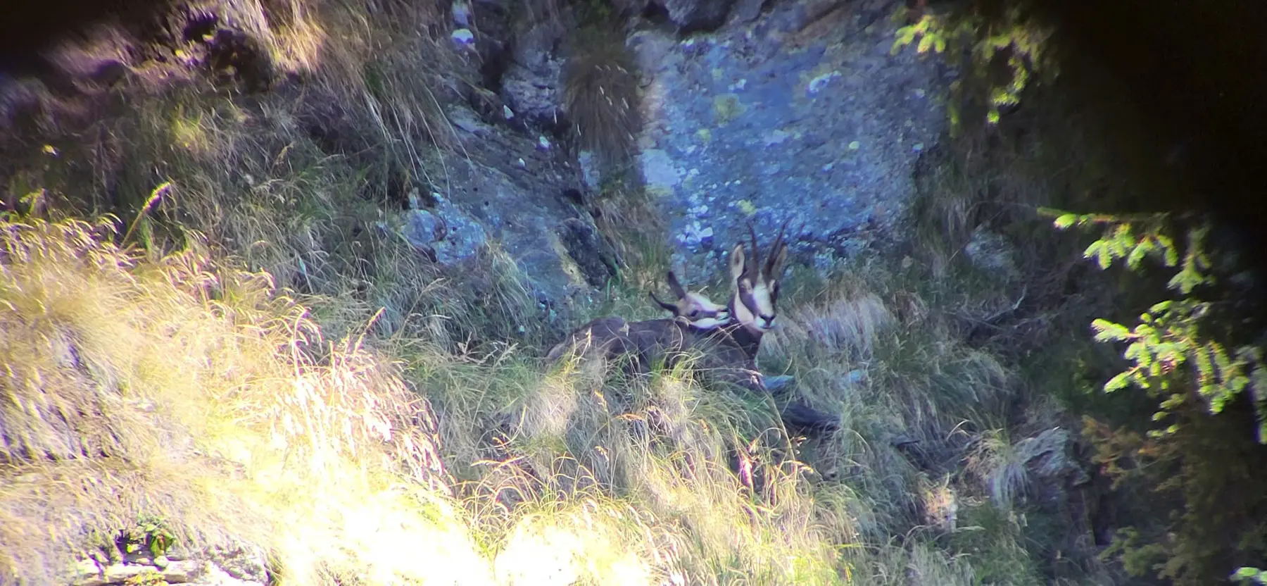 Un capriolo riposa tra l'erba alta e le rocce in un ambiente montano.