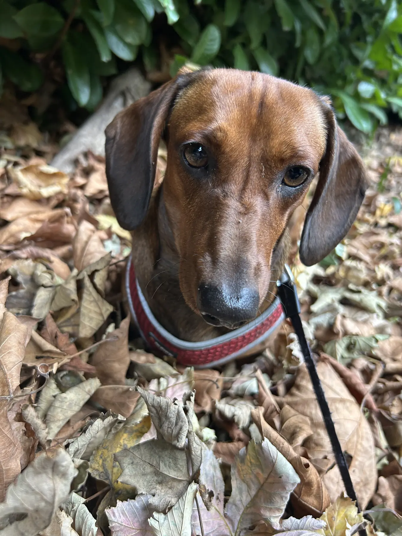Un cane bassotto che guarda curioso tra le foglie secche.