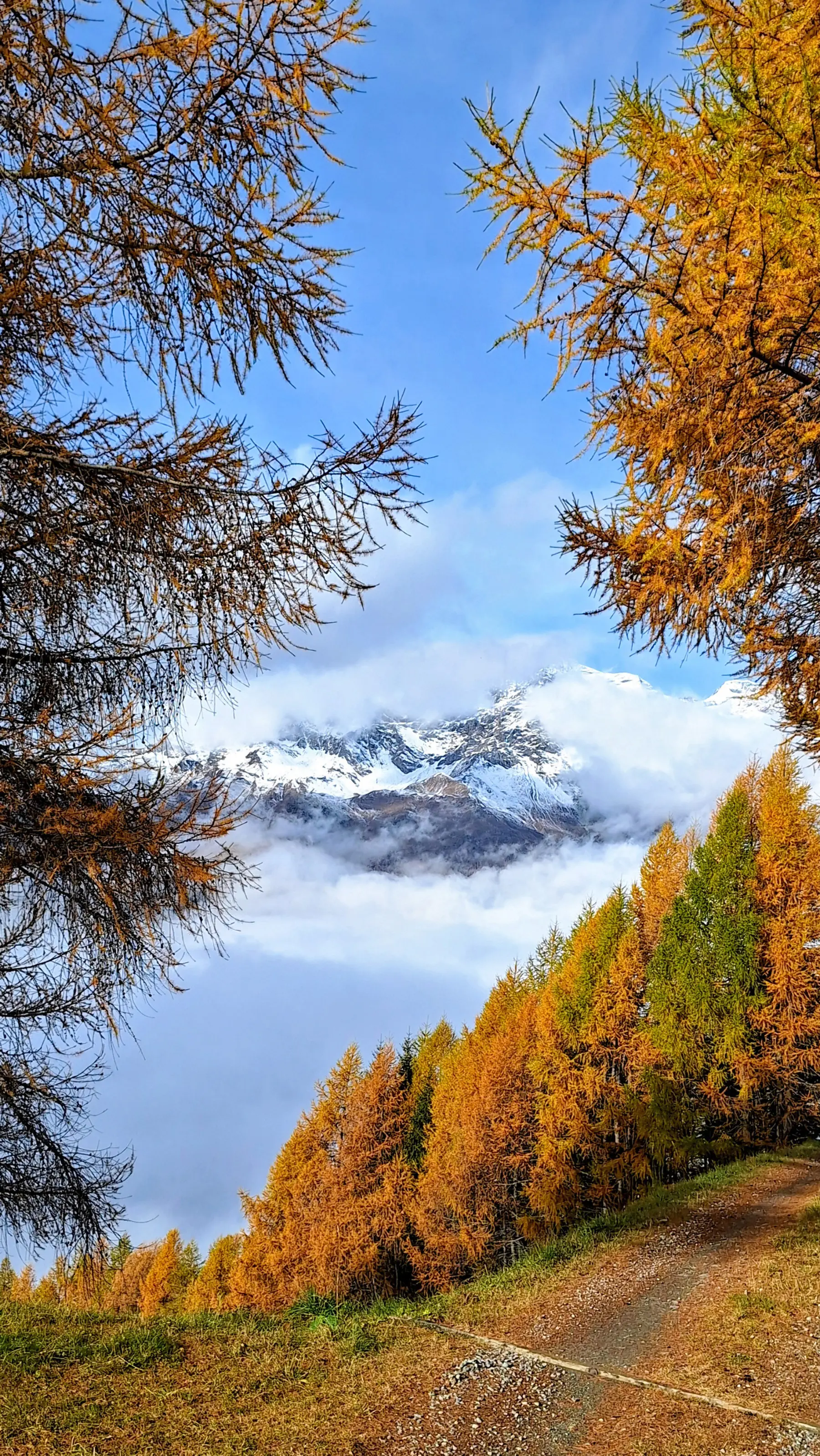 Un paesaggio montano autunnale con alberi di larice dalle tonalità arancioni, mentre le cime innevate delle montagne emergono da una leggera nebbia bianca. Il cielo è azzurro con alcune nuvole.