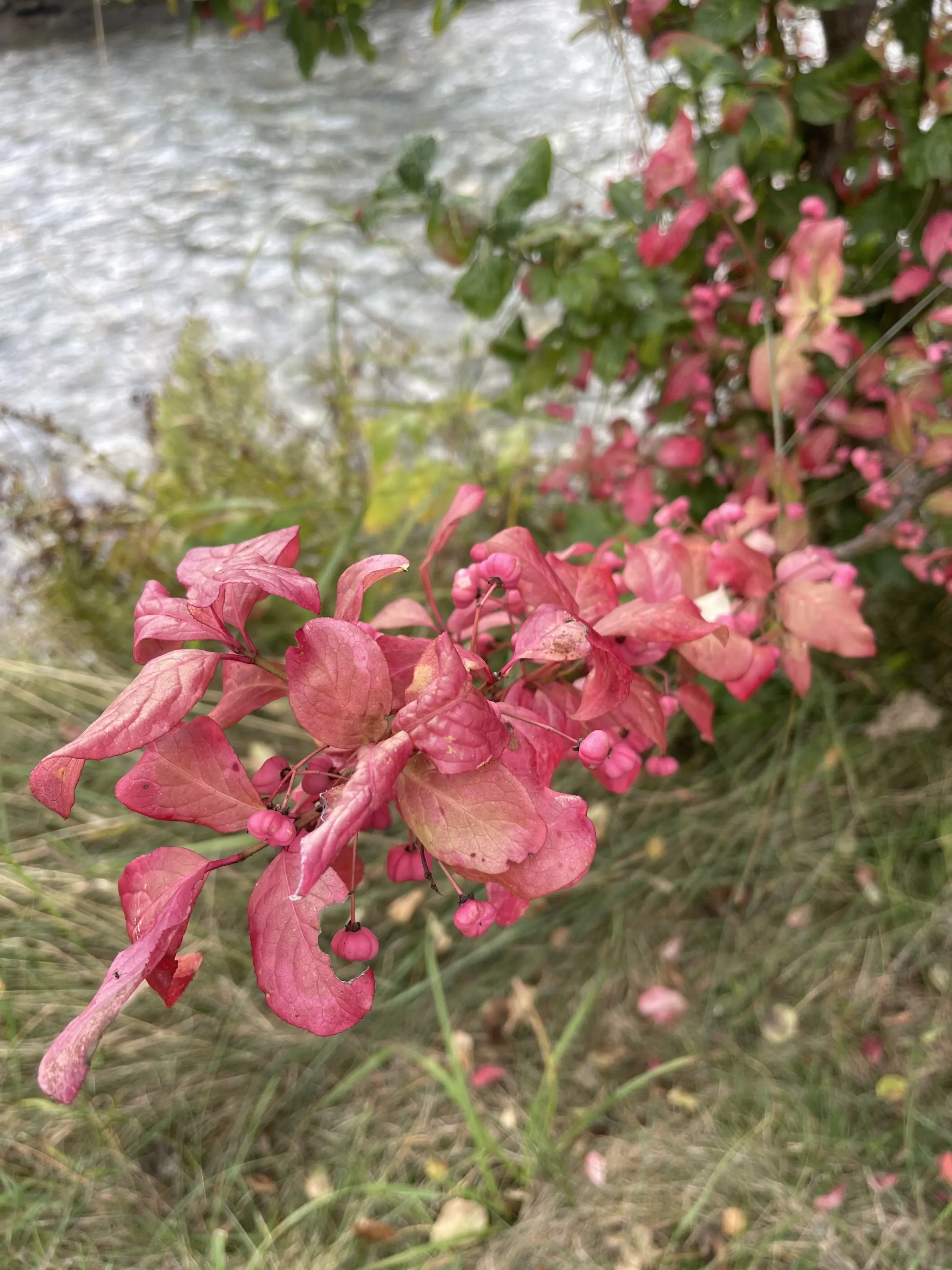 Ramo di fiori rosa e foglie verdi che cresce vicino a un corso d'acqua.