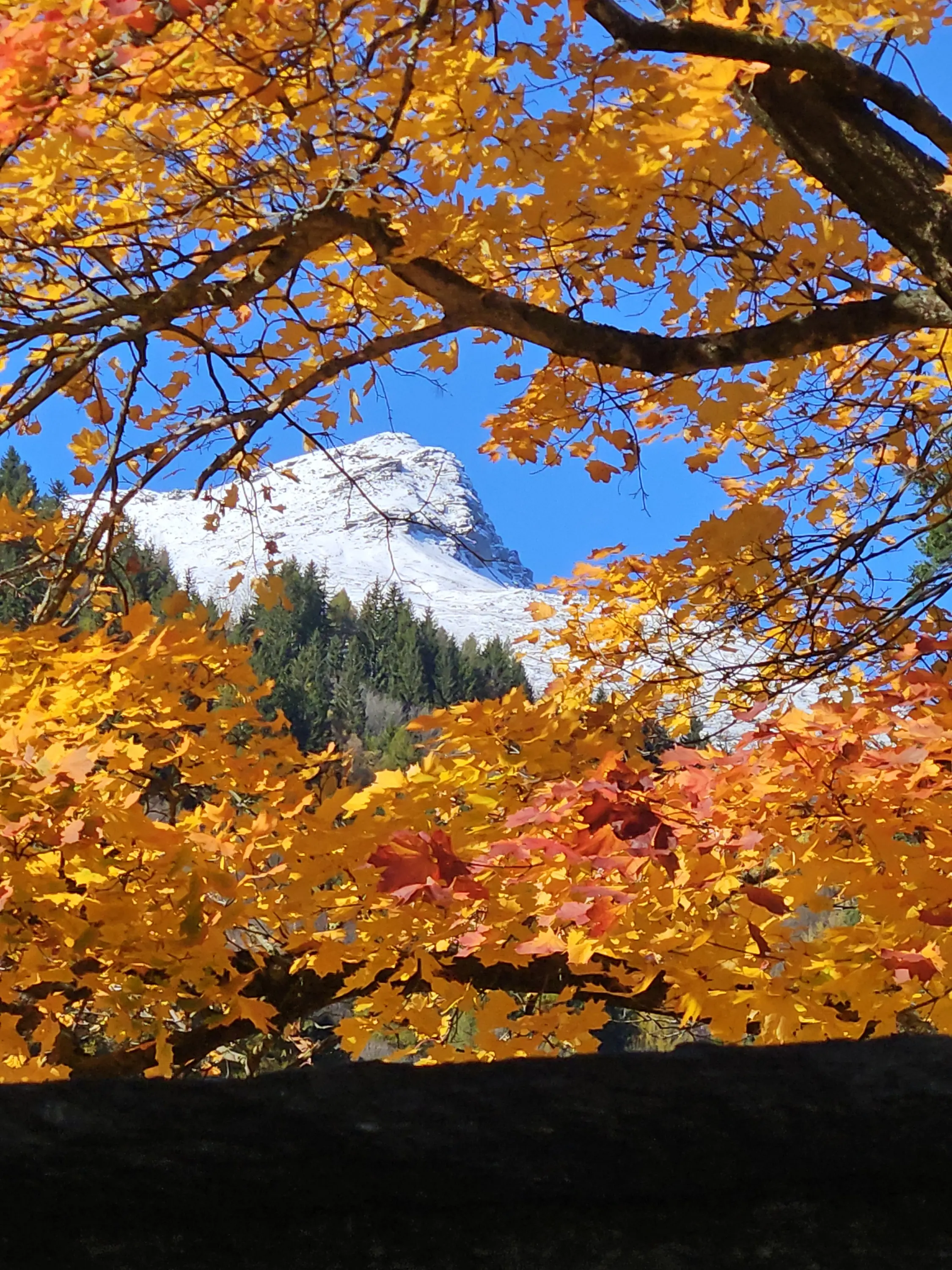 Alberi con foglie di colore giallo e rosso incorniciano una montagna rocciosa bianca sotto un cielo blu.
