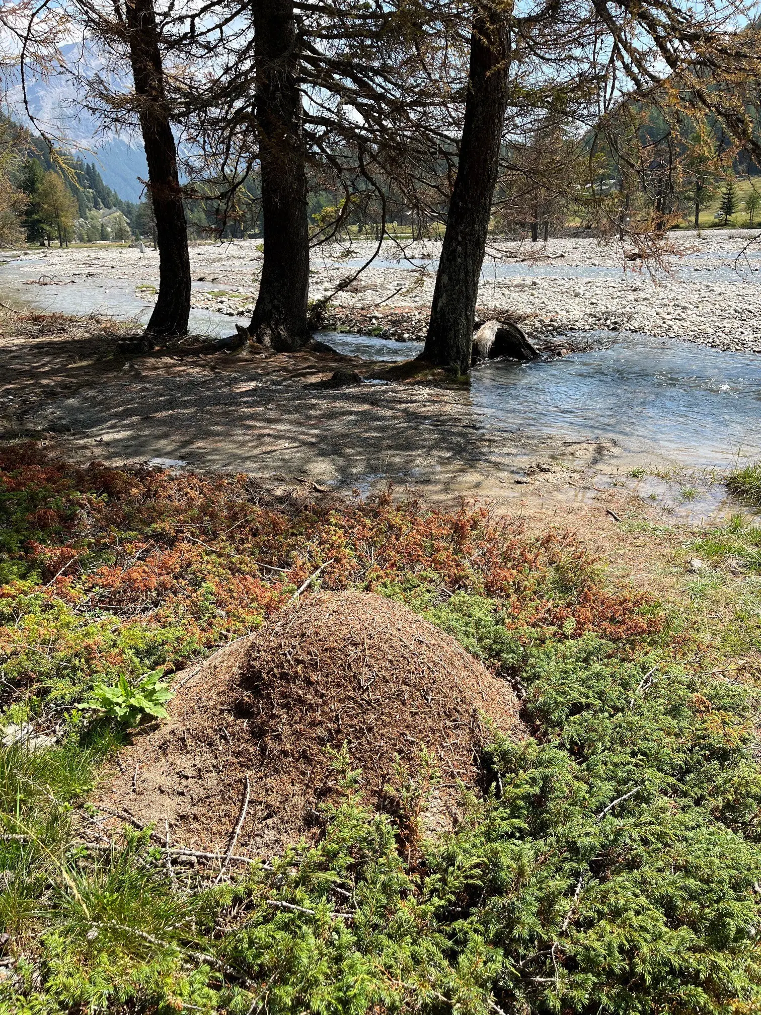 Un formicaio grande si trova accanto a un fiume, circondato da alberi e vegetazione. L'acqua scorre lentamente e il terreno presenta sfumature di verde e marrone.