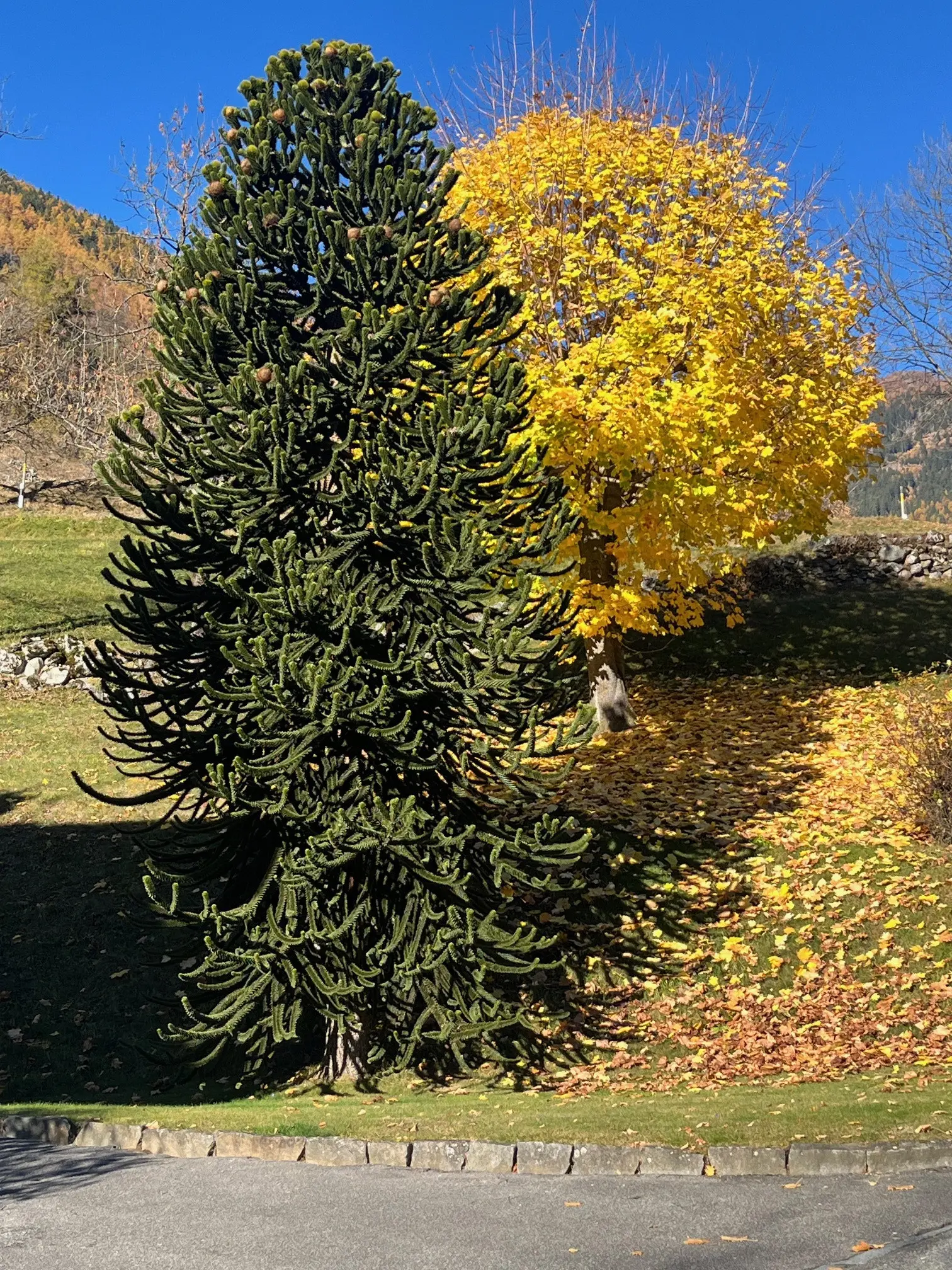 Due alberi si ergono in un paesaggio autunnale. A sinistra, un albero giallo con foglie brillanti. A destra, un albero scuro e spigoloso. Sullo sfondo, un cielo blu e foglie sparse sul terreno.