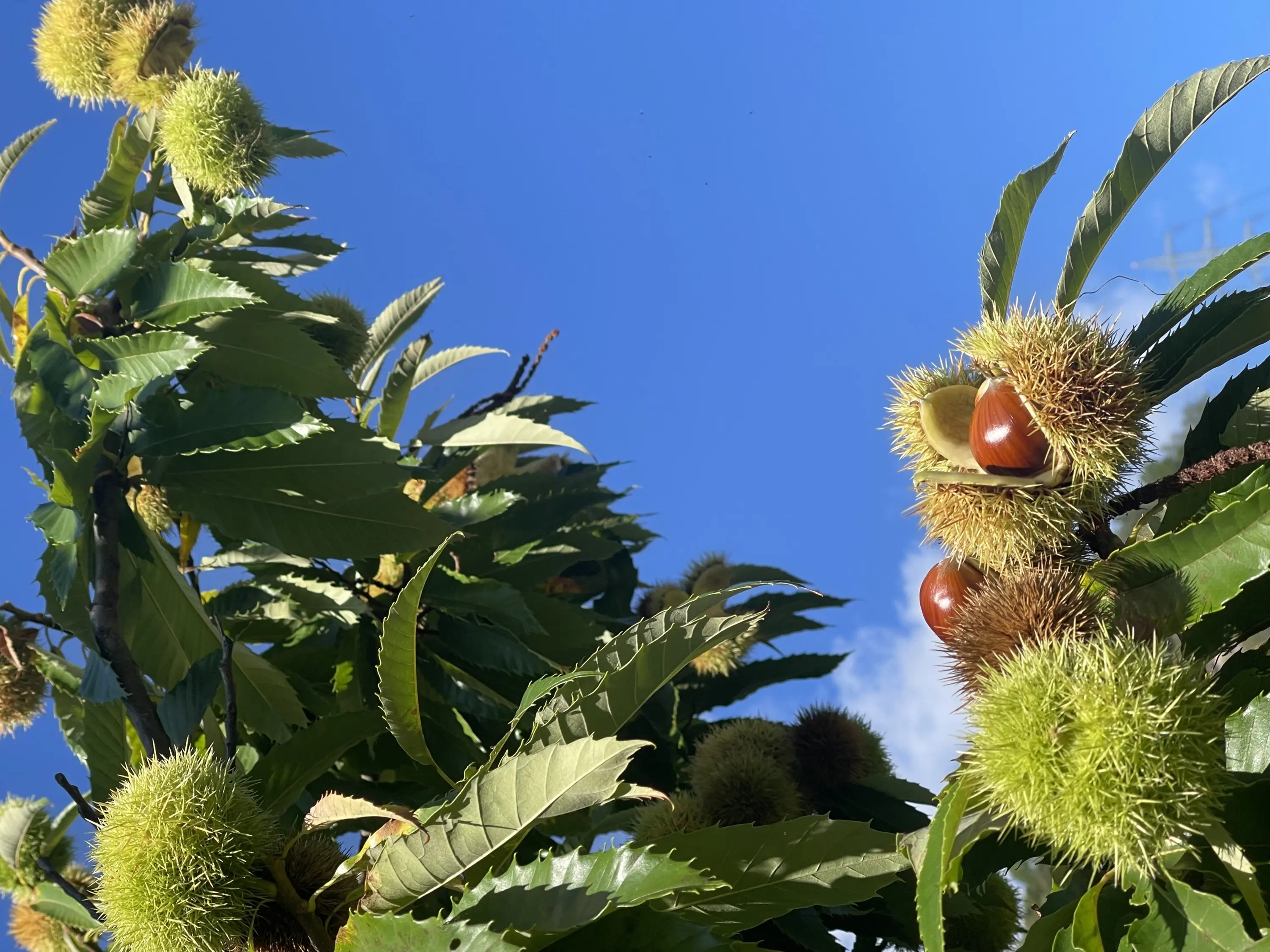 Rami di un albero di castagno con ricci di castagne verdi e mature. Lo sfondo presenta un cielo blu.