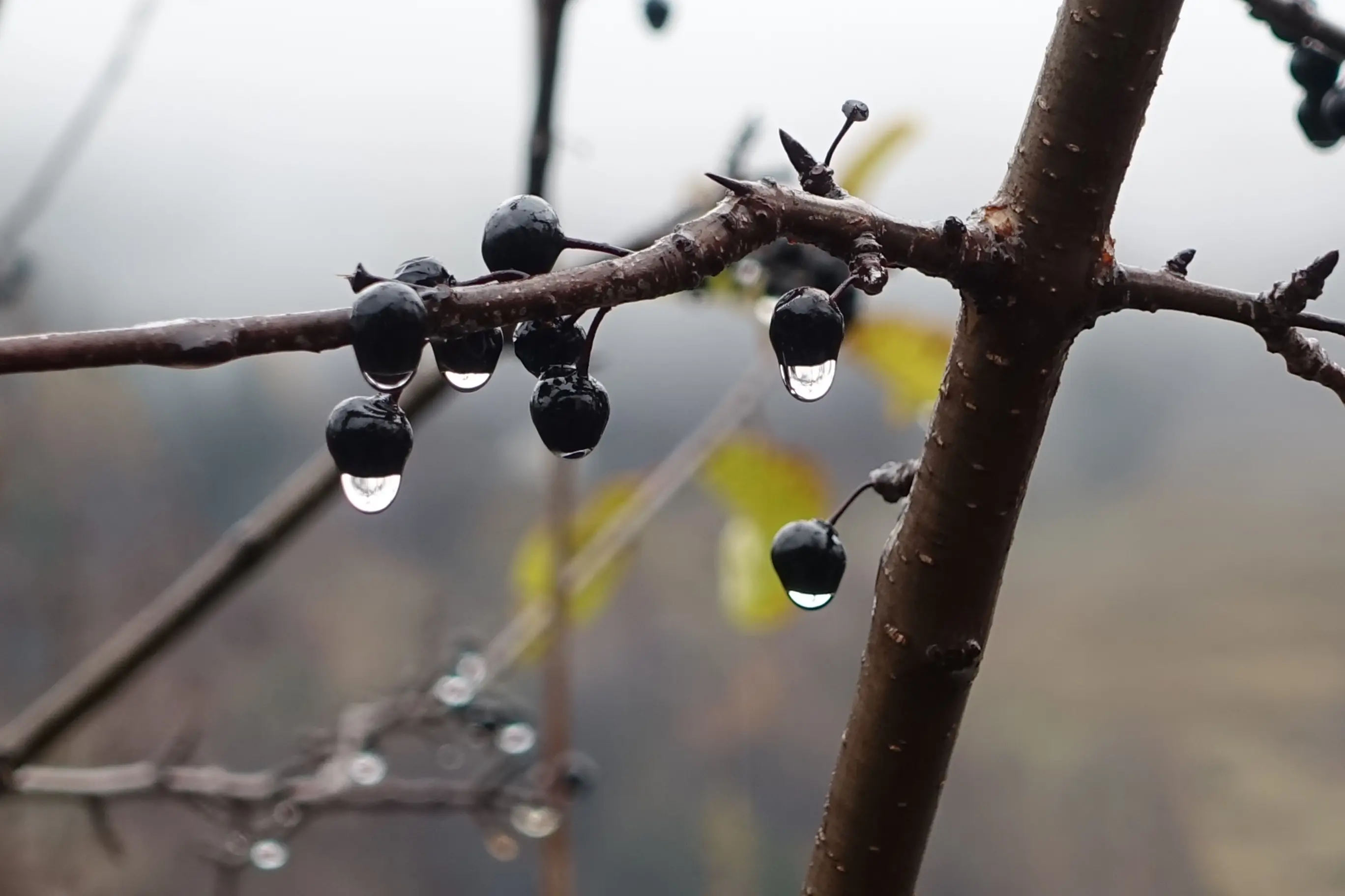 Rami di un albero con bacche nere e gocce d'acqua che brillano. Sullo sfondo si intravedono sfocati altri elementi naturali.