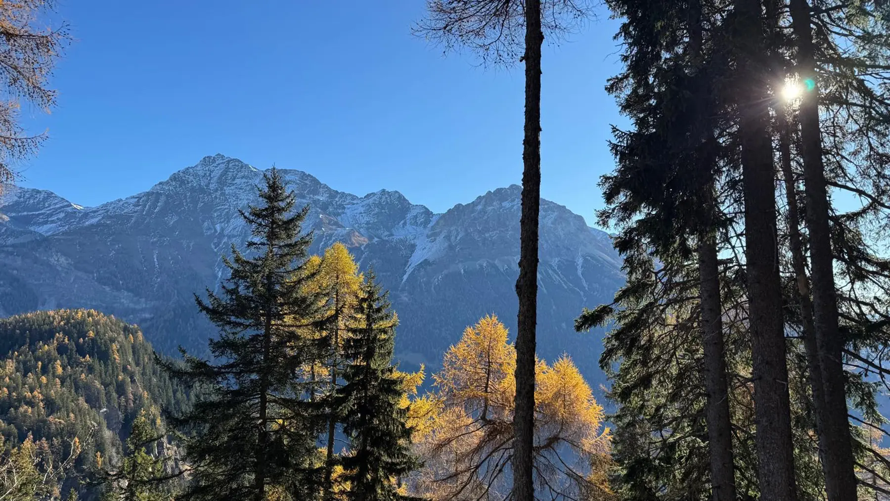 Una vista panoramica di montagne con cime innevate, incorniciata da alberi verde scuro e abeti dorati, sotto un cielo azzurro chiaro. Il sole splende tra gli alberi.