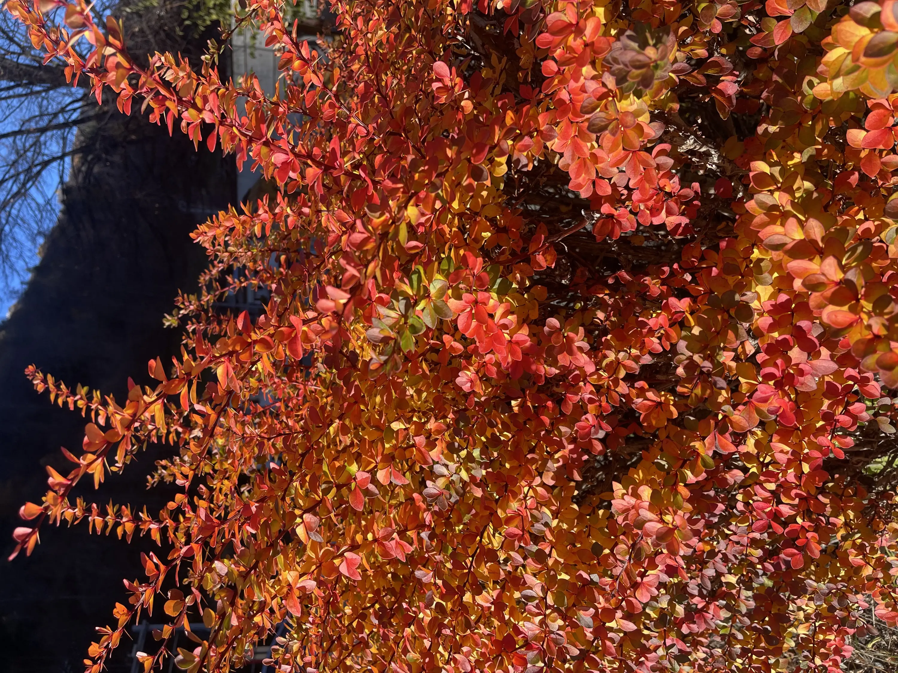 Foglie di una pianta che sfumano dal verde al rosso e arancione, immersa in un cielo blu. La vegetazione è densa e vivace.
