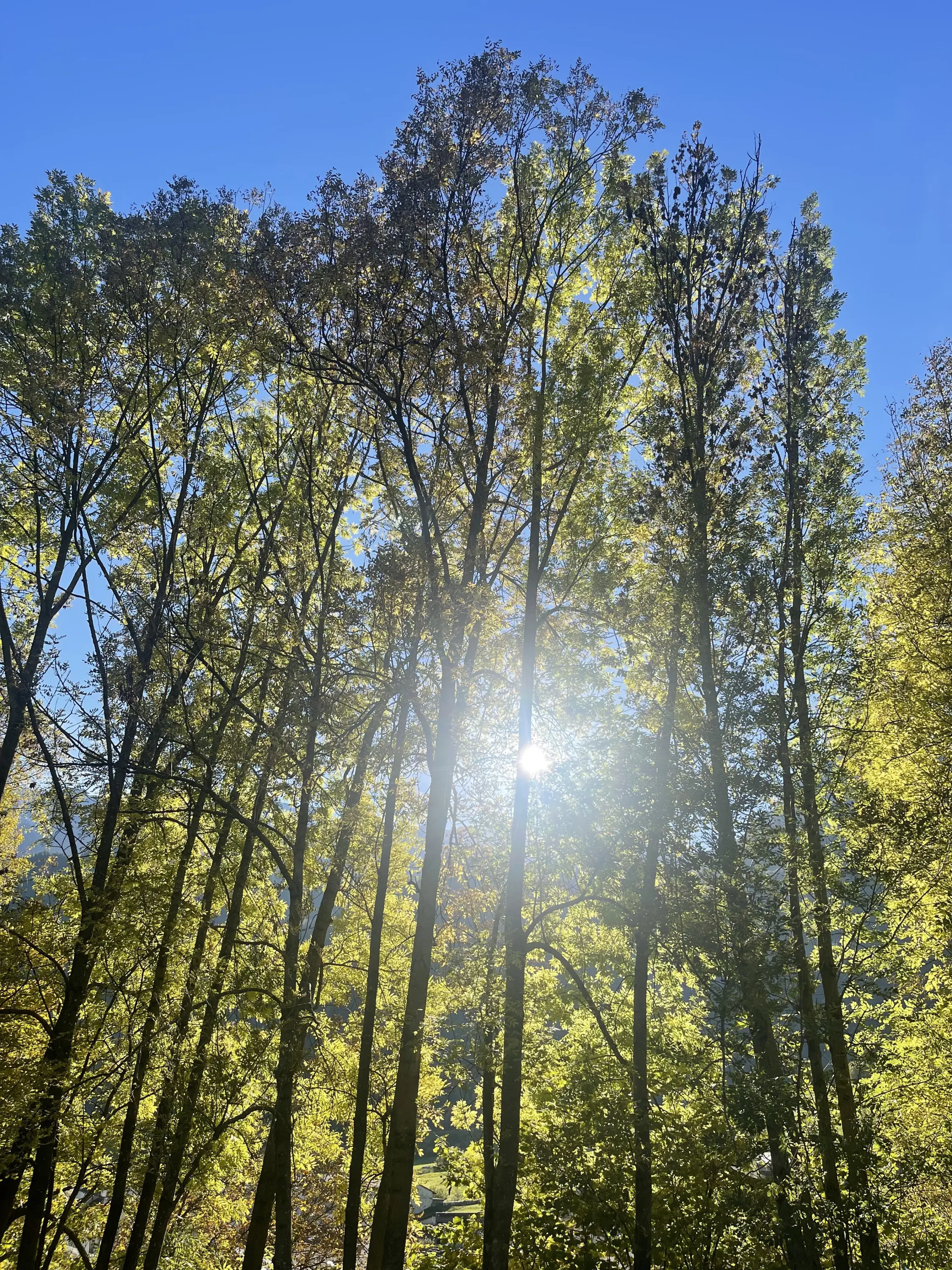 Raggi di sole filtrano tra gli alberi alti con foglie verdi e gialle, sotto un cielo blu.