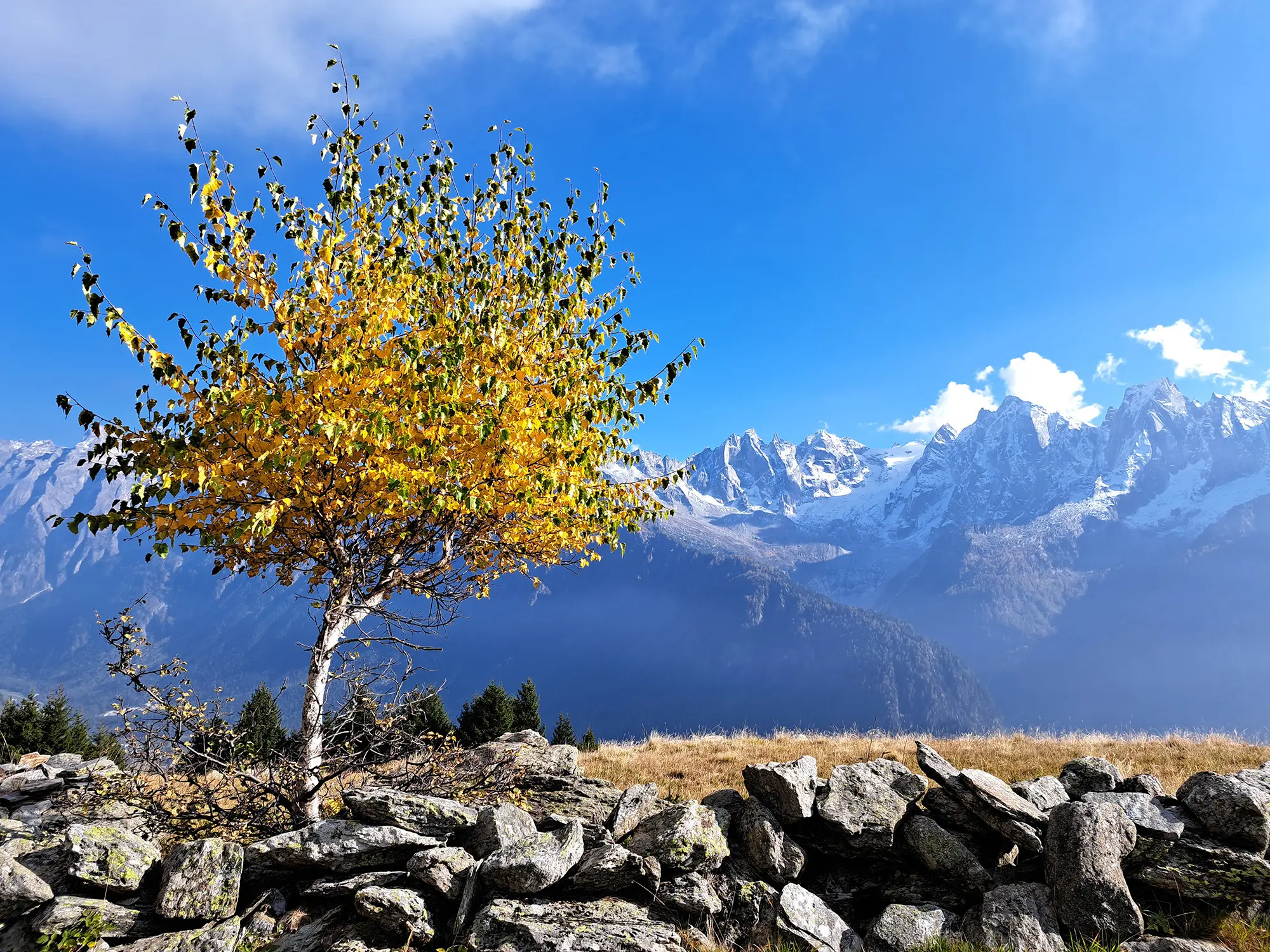Albero con foglie gialle in primo piano, circondato da rocce, con catena montuosa innevata e cielo blu sullo sfondo.