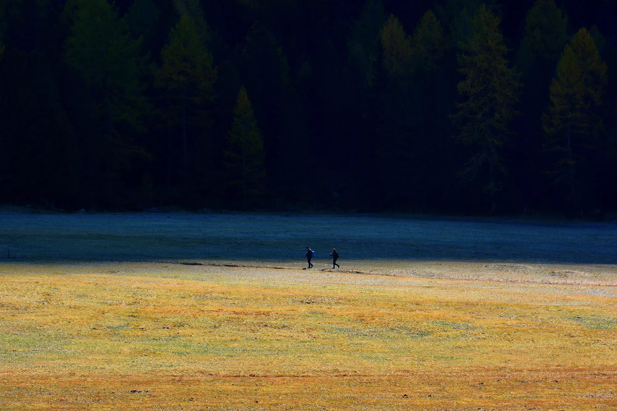 Due persone camminano su un prato dorato, circondate da alberi di conifere. L'atmosfera è tranquilla, con ombre profonde e light che gioca sul terreno.