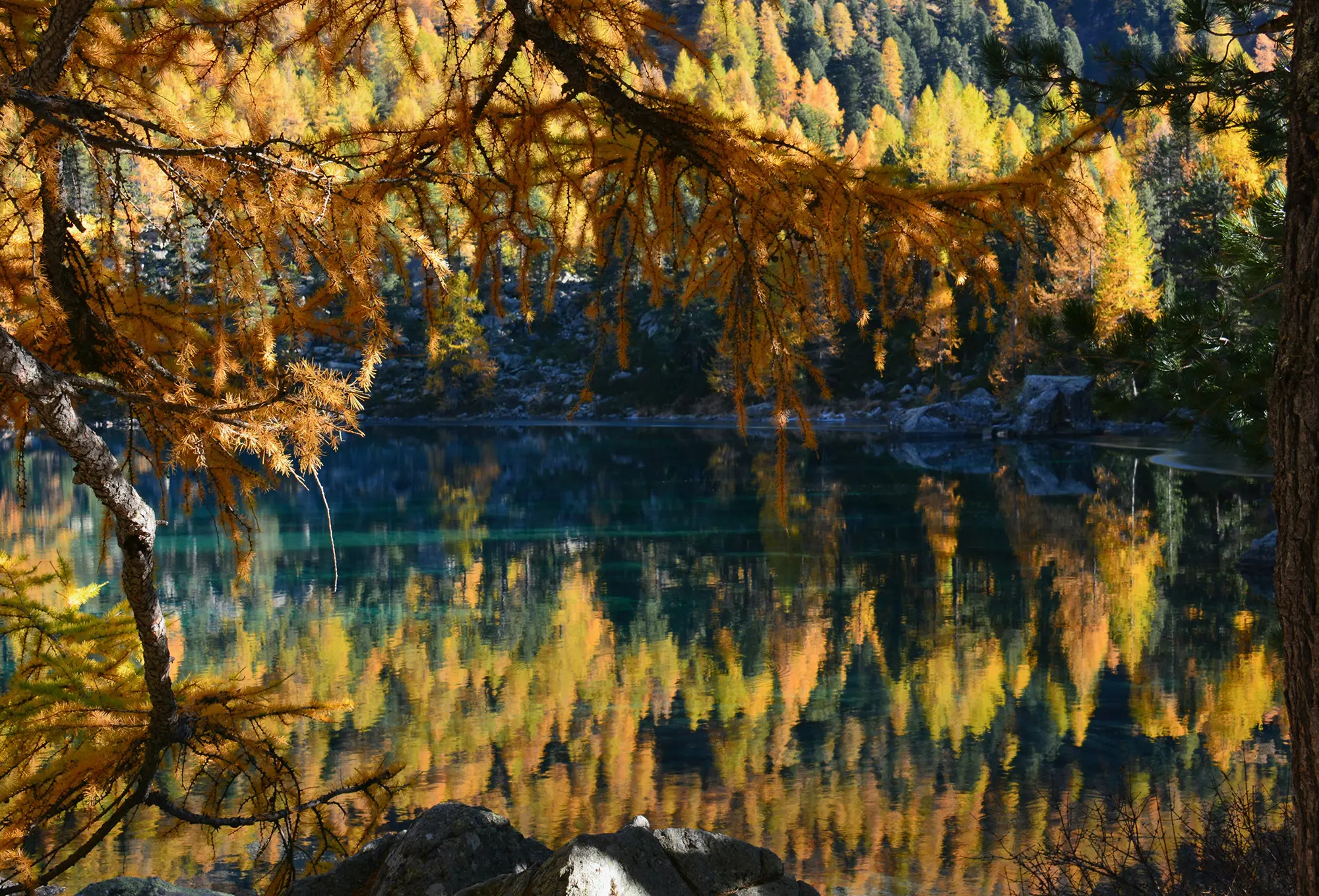 Un paesaggio autunnale con alberi di larice dai colori caldi riflessi in un lago tranquillo. La superficie dell'acqua è calma, creando uno specchio di colori dorati e verdi.