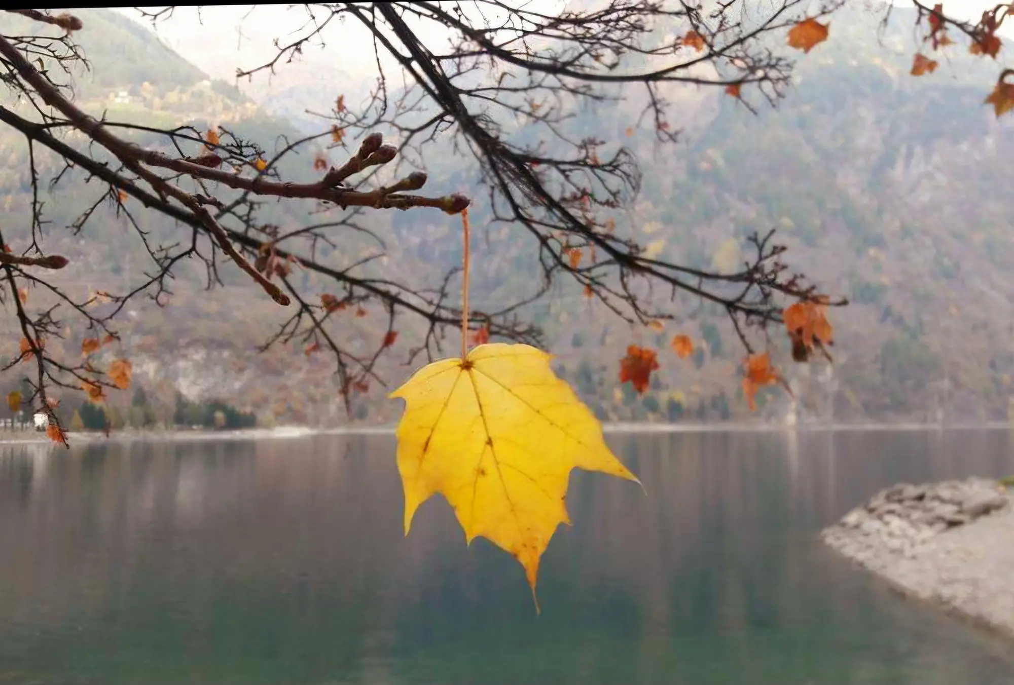Una foglia gialla appesa a un ramo, con uno sfondo di acqua calma e montagne in autunno.