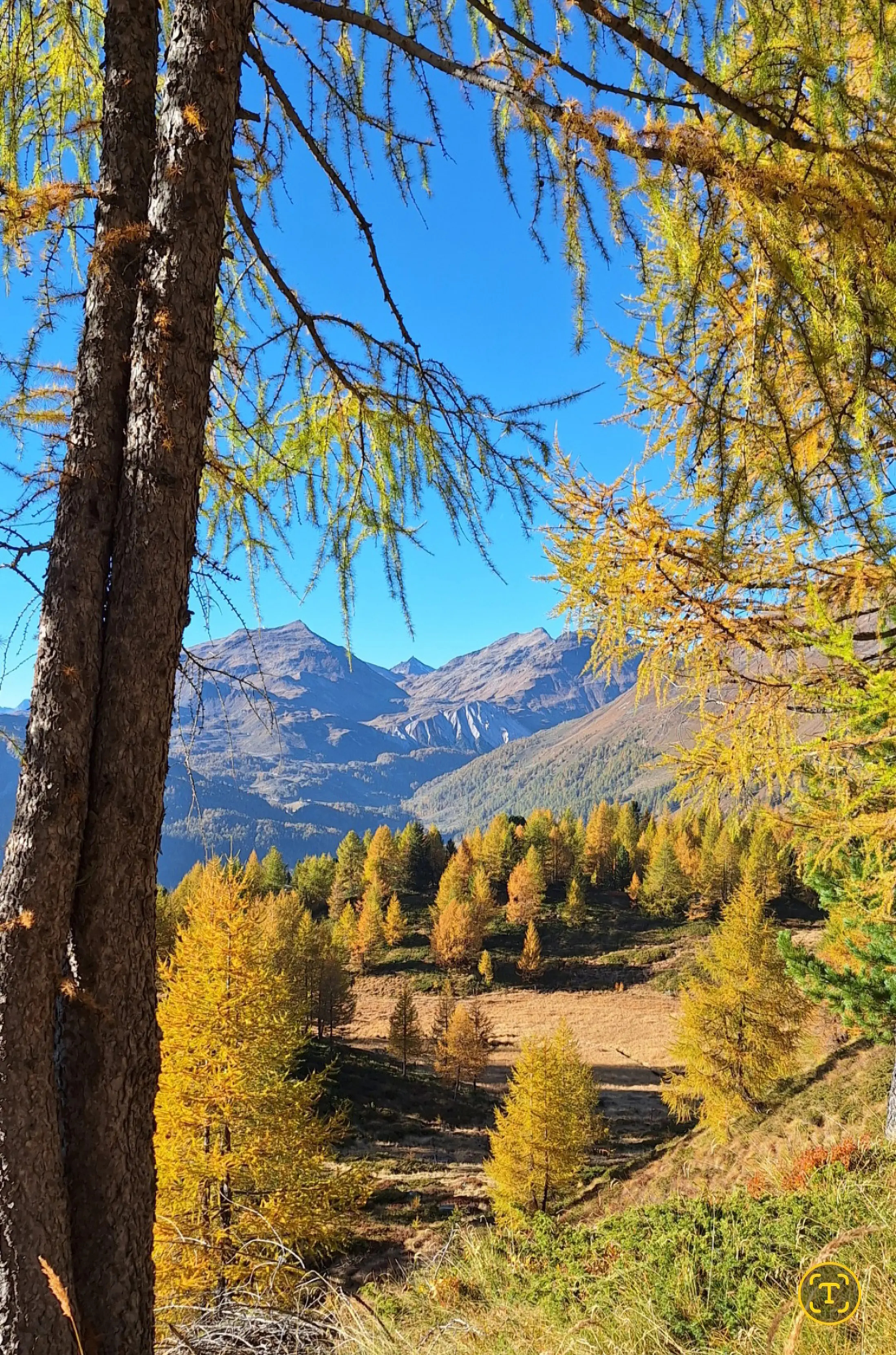 Paesaggio montano autunnale con alberi di larice dalle foglie gialle. In lontananza si vedono cime montuose e un cielo azzurro.