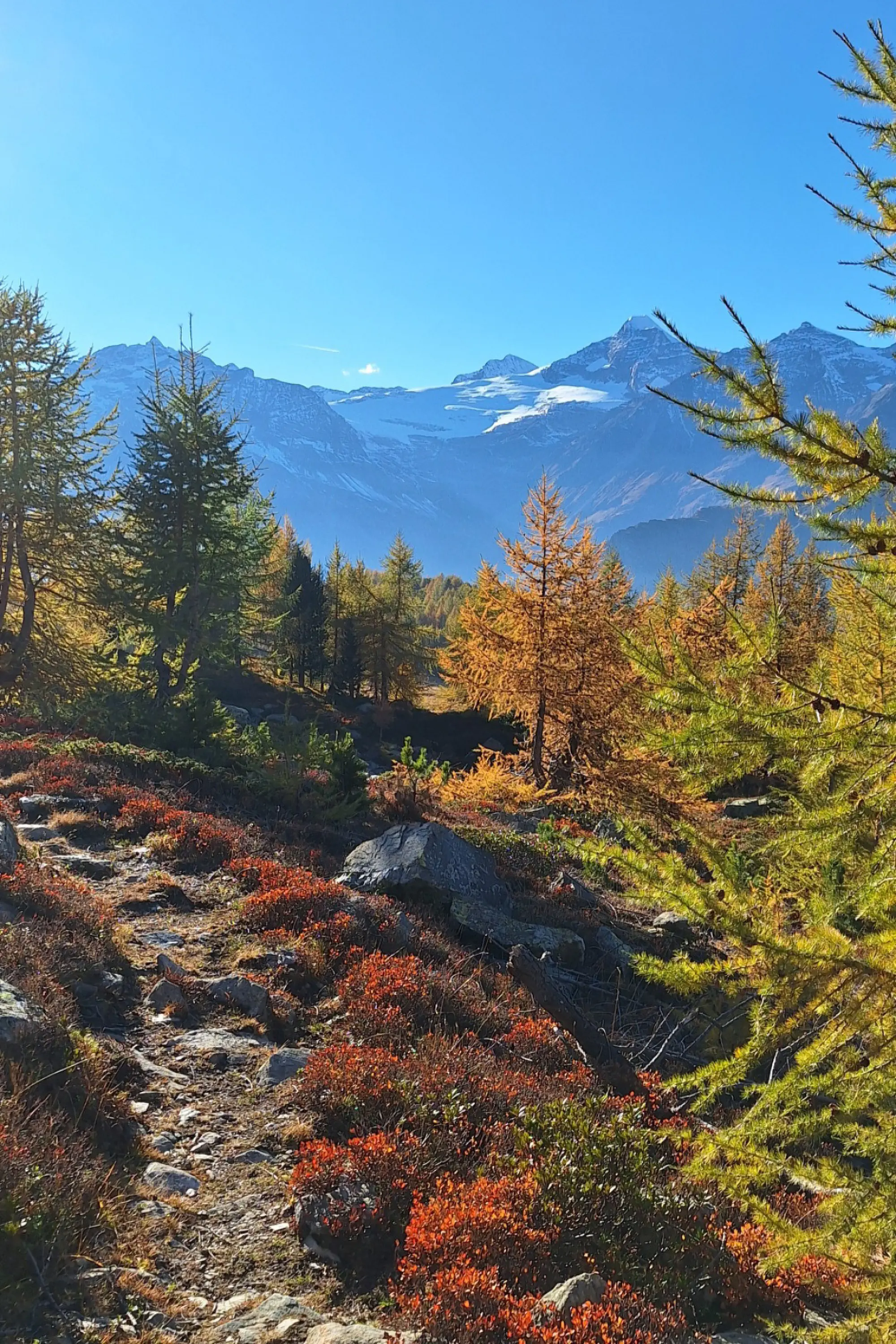 Un sentiero circondato da alberi autunnali con foglie arancioni e gialle. Dietro, si erge una catena montuosa con cime innevate, sotto un cielo blu limpido.