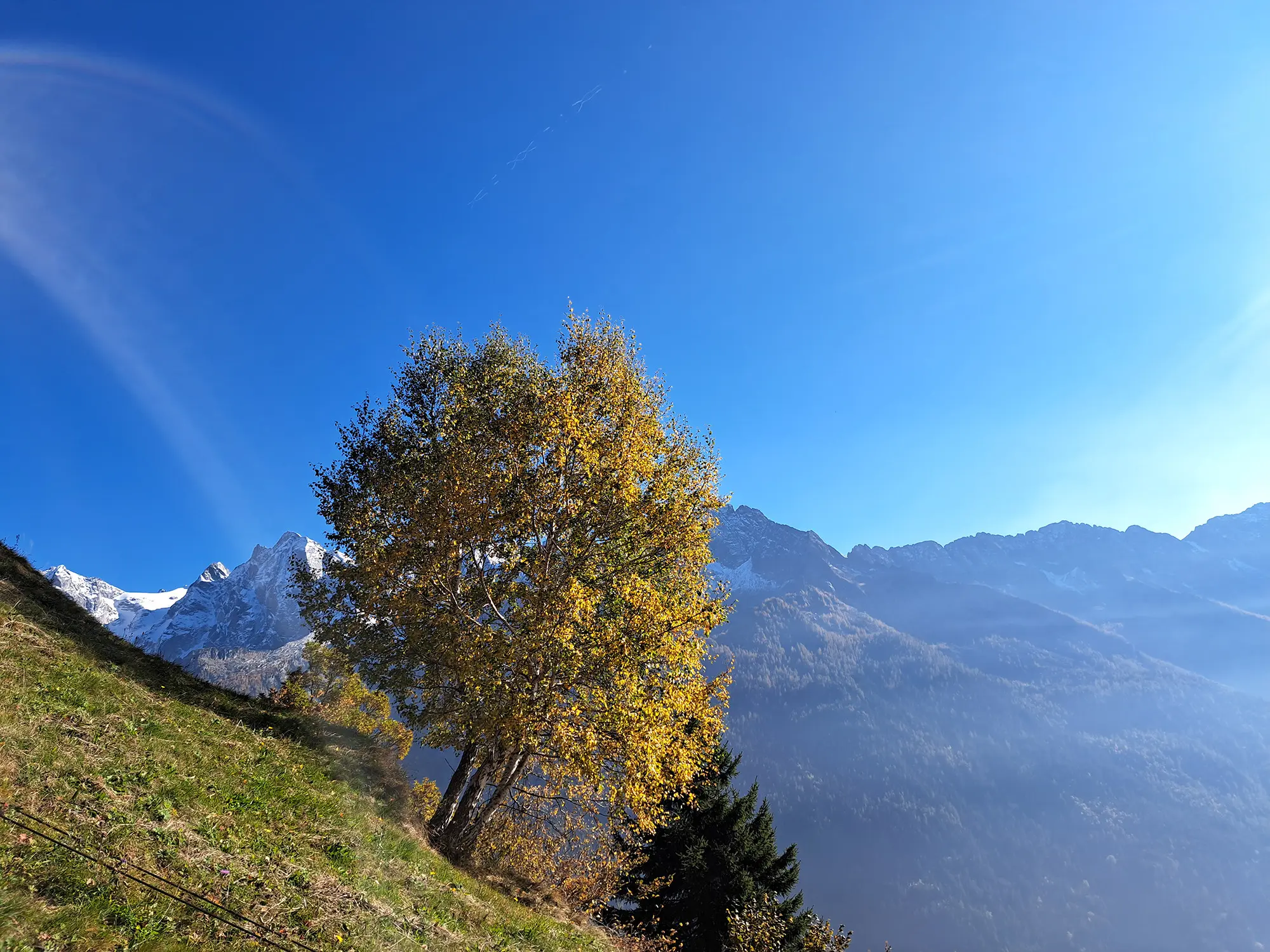 Albero autunnale con foglie gialle su un prato verde, sullo sfondo montagne innevate e cielo azzurro.